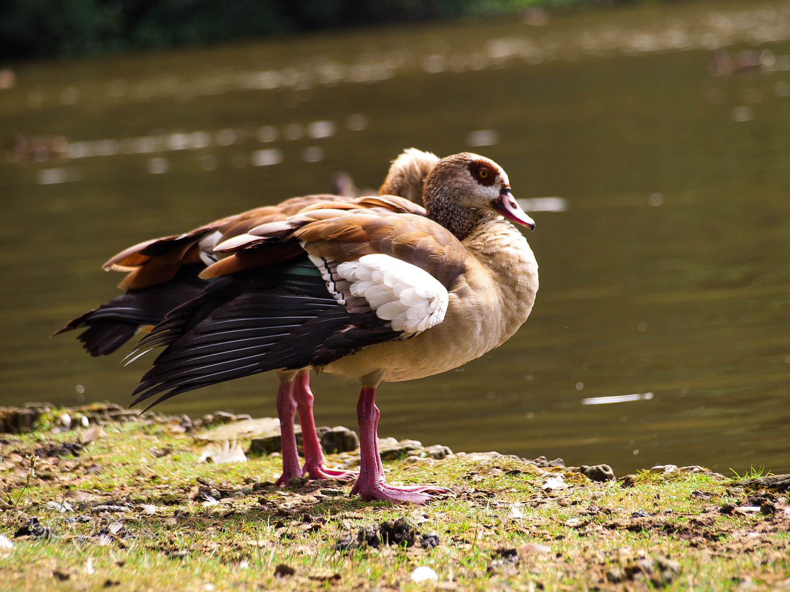 Olympus Zuiko Digital ED 40-150mm F4.0-5.6 sample photo. Goose photography