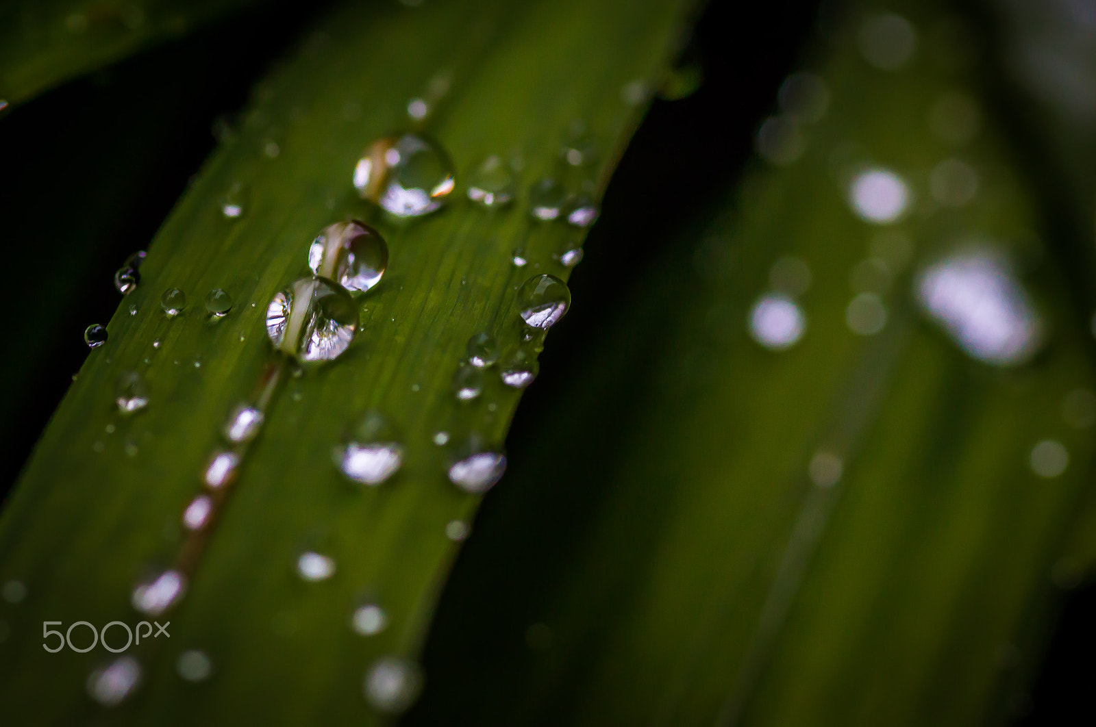 Canon EOS 70D + Tamron SP AF 90mm F2.8 Di Macro sample photo. Little pearls photography