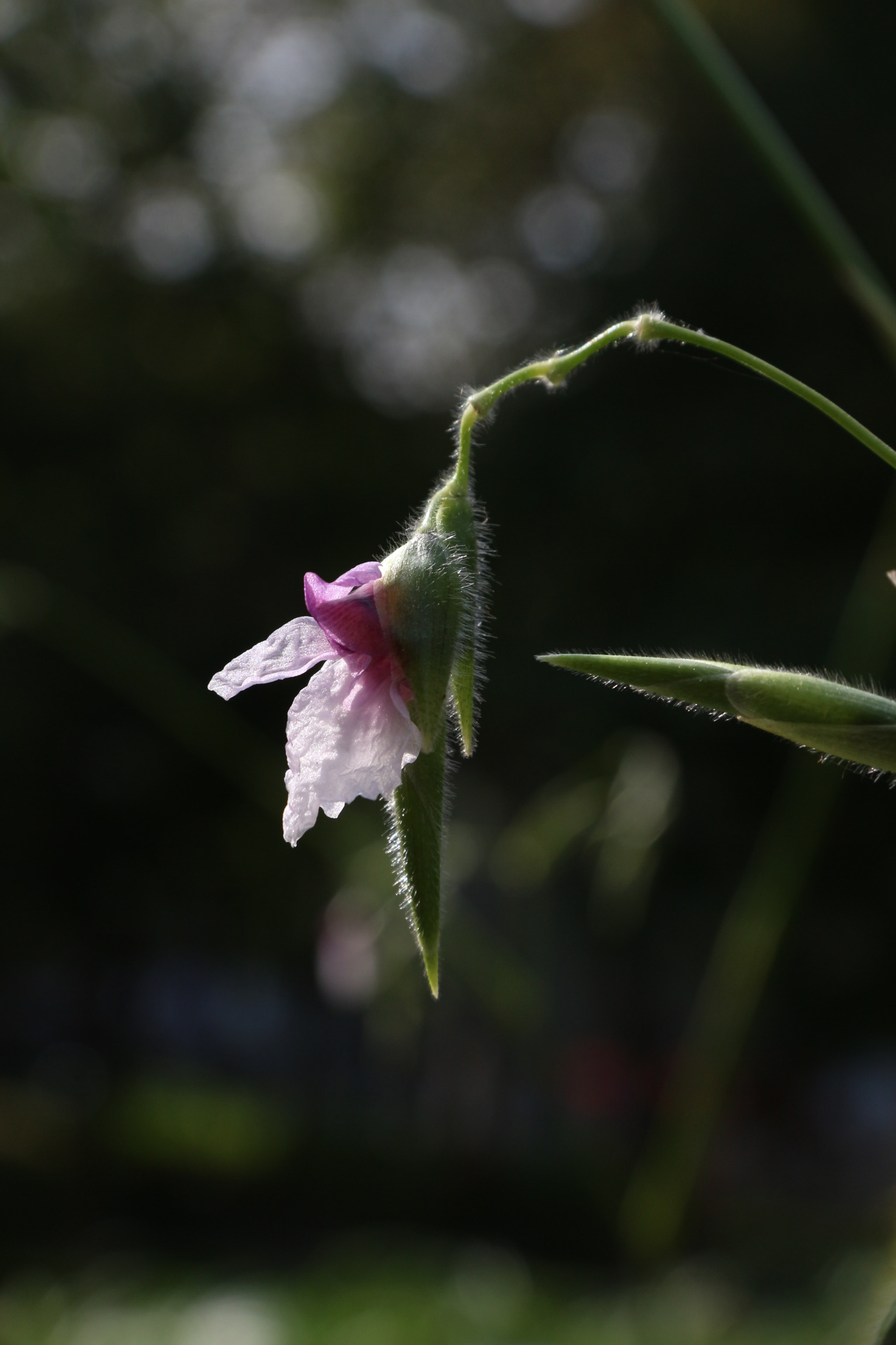 Canon EF-S 17-85mm F4-5.6 IS USM sample photo