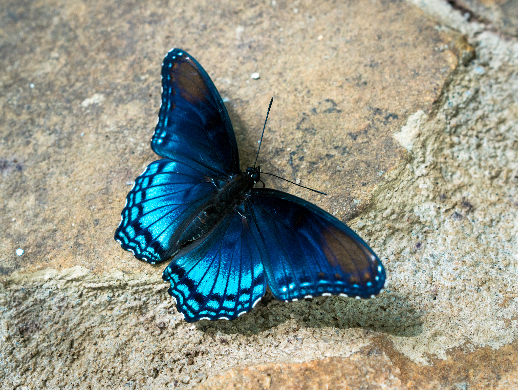 Sony a6300 + 18-35mm F1.8 DC HSM | Art 013 sample photo. A blue jewel photography
