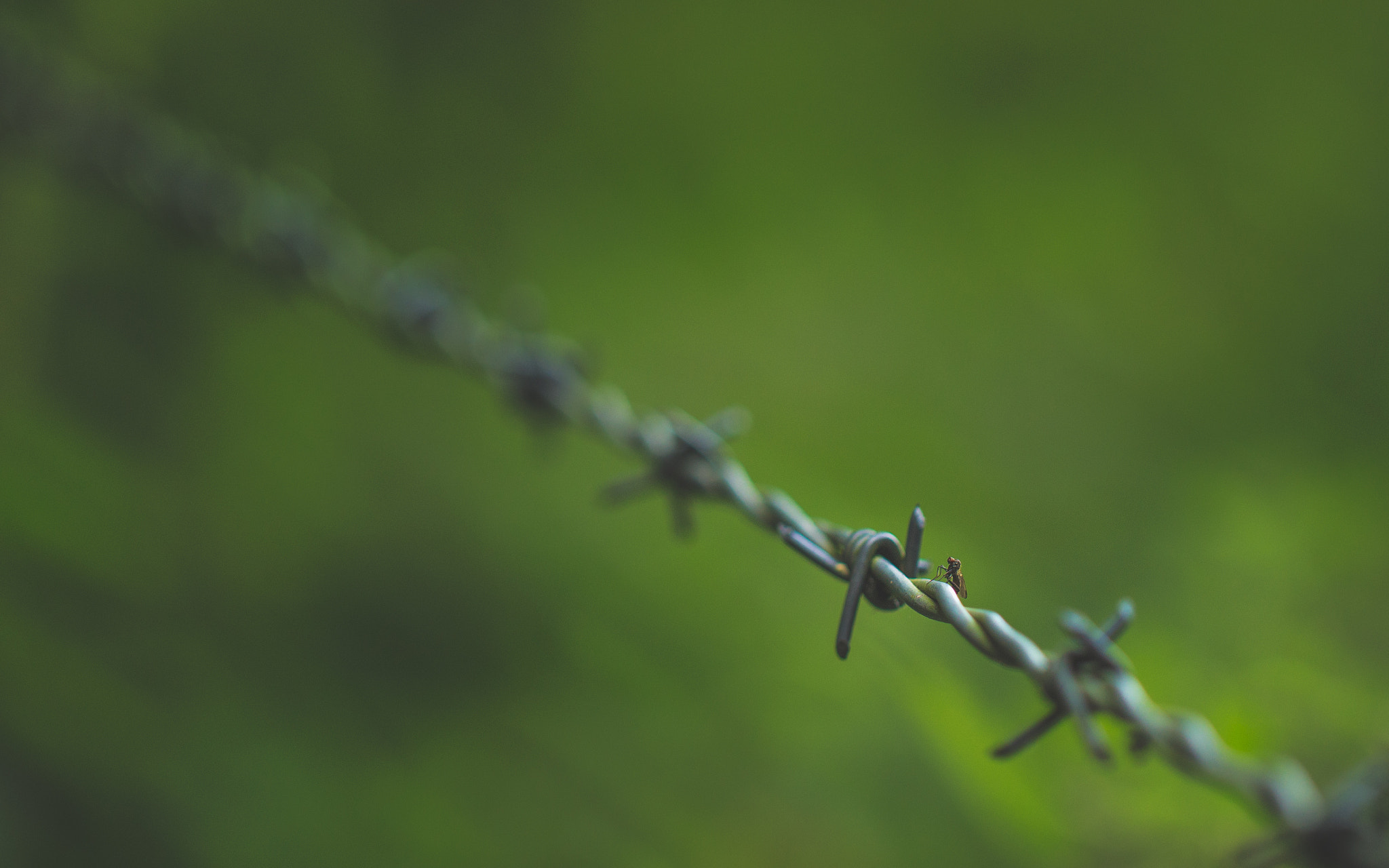 Canon EOS 700D (EOS Rebel T5i / EOS Kiss X7i) + Canon EF 100mm F2.8L Macro IS USM sample photo. Fly by wire photography