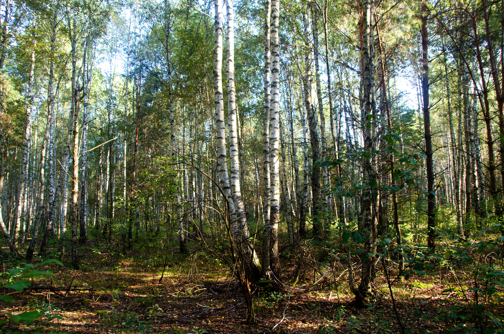 Sigma 18-250mm F3.5-6.3 DC OS HSM sample photo. Forest photography