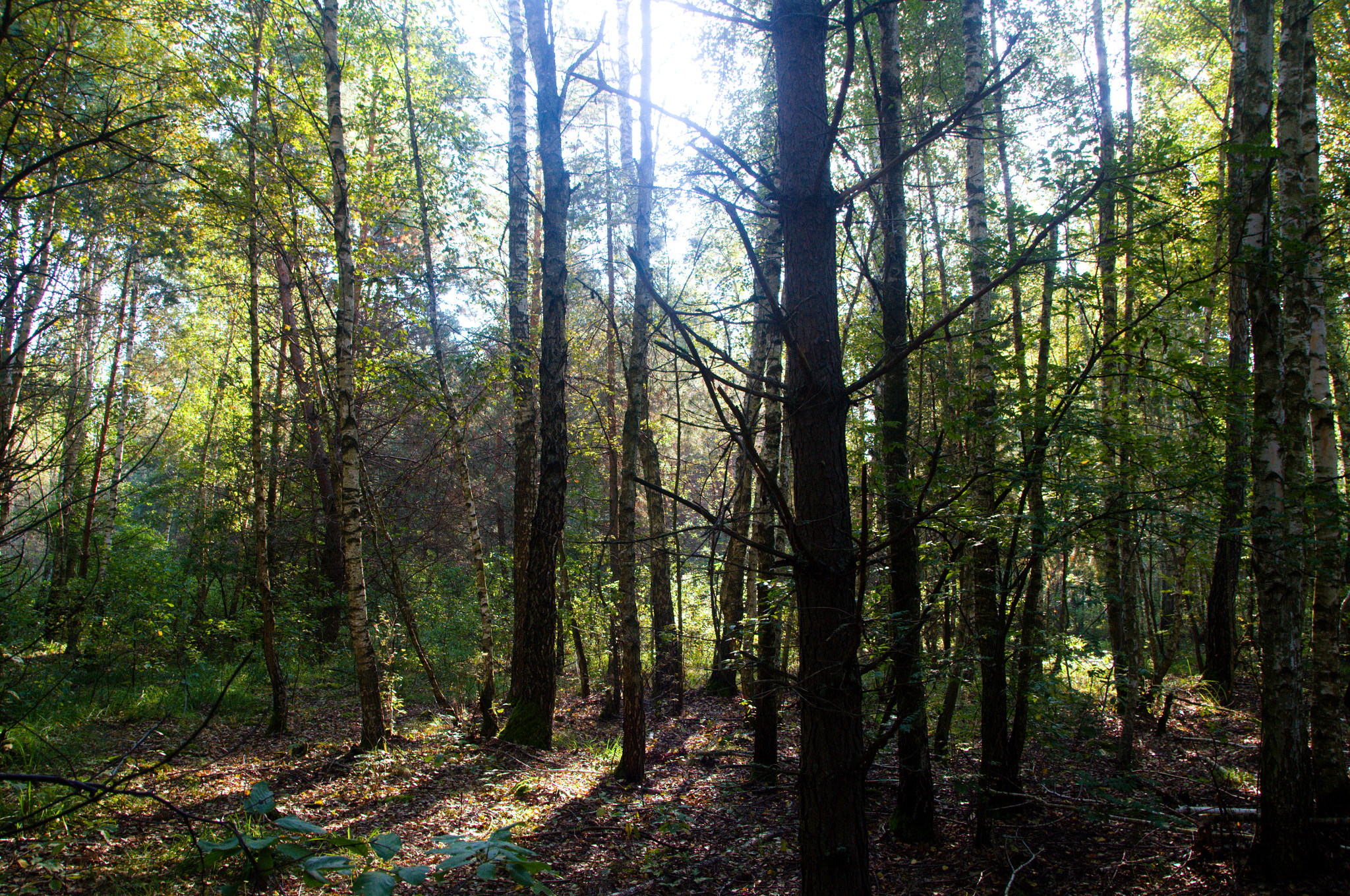 Sigma 18-250mm F3.5-6.3 DC OS HSM sample photo. Forest photography