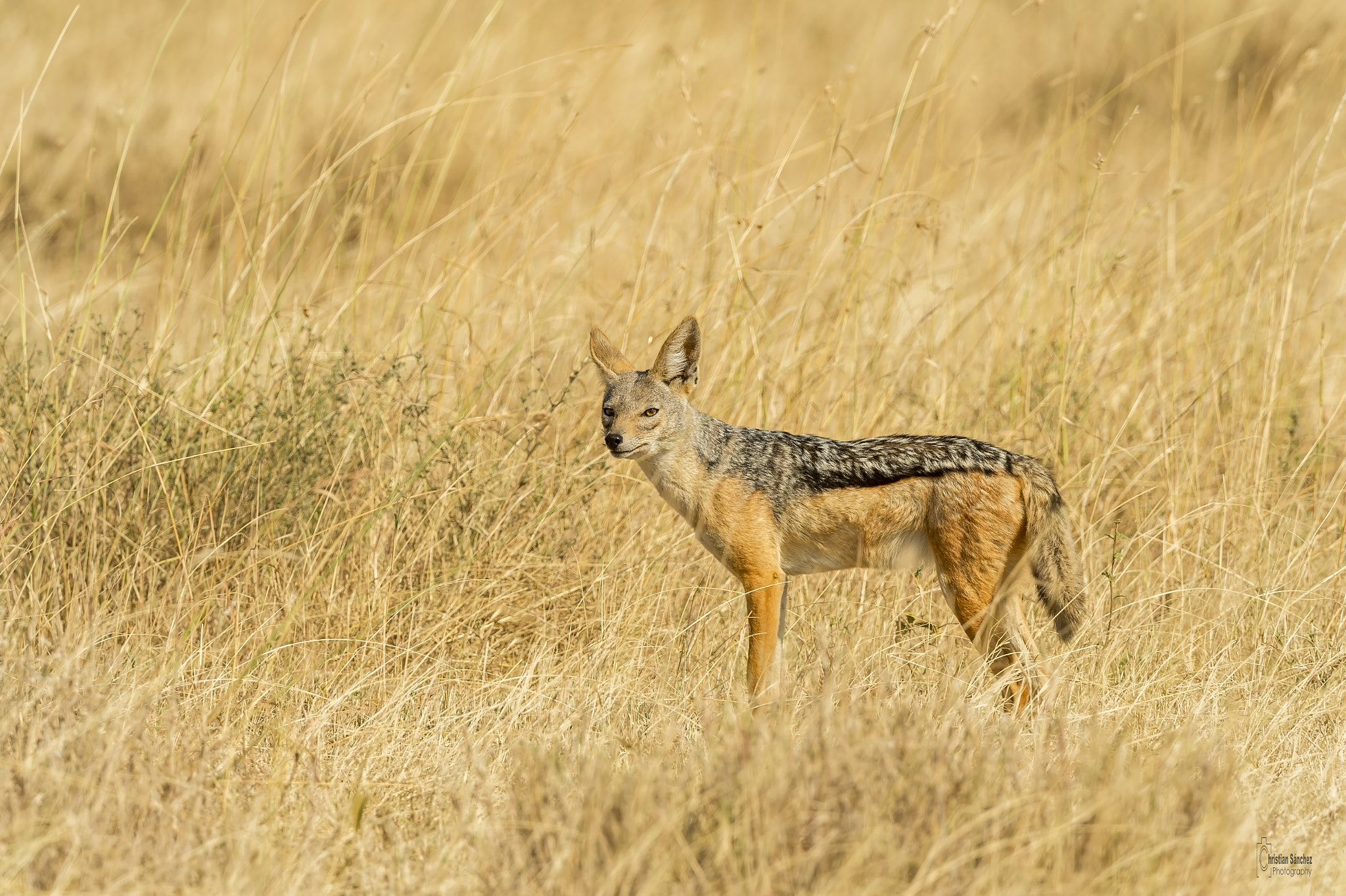 Nikon AF-S Nikkor 400mm F2.8G ED VR II sample photo. Black-backed jackal photography