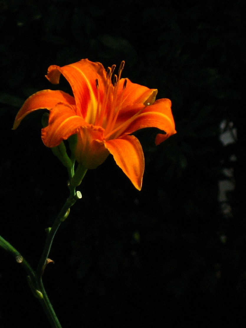 Canon DIGITAL IXUS 50 sample photo