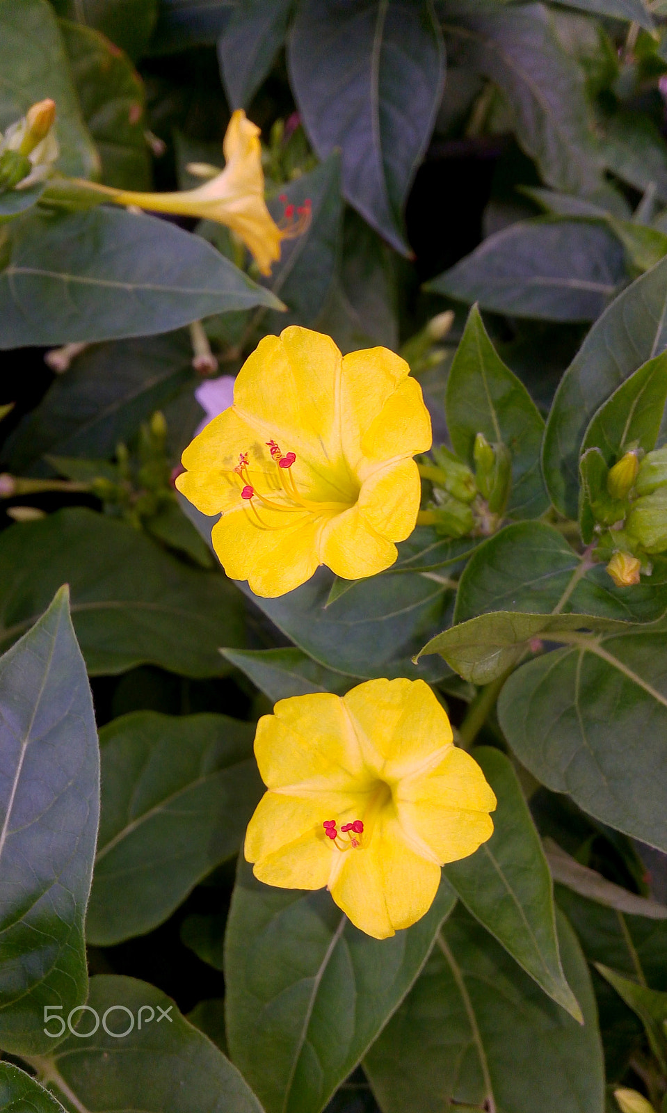 LG H542TR sample photo. Yellow flowers photography