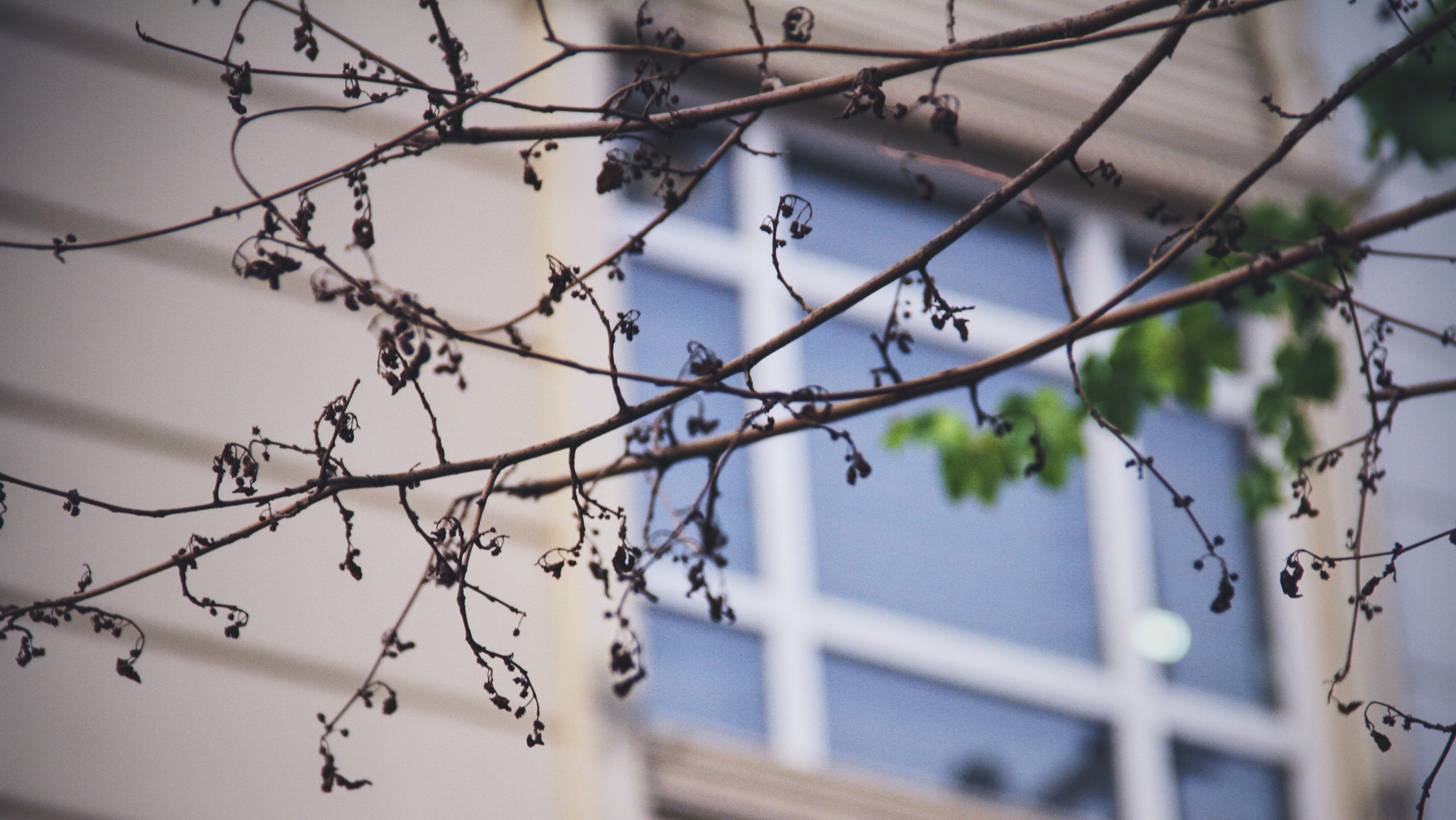Canon EF-S 18-135mm F3.5-5.6 IS sample photo. Taken by mi photography