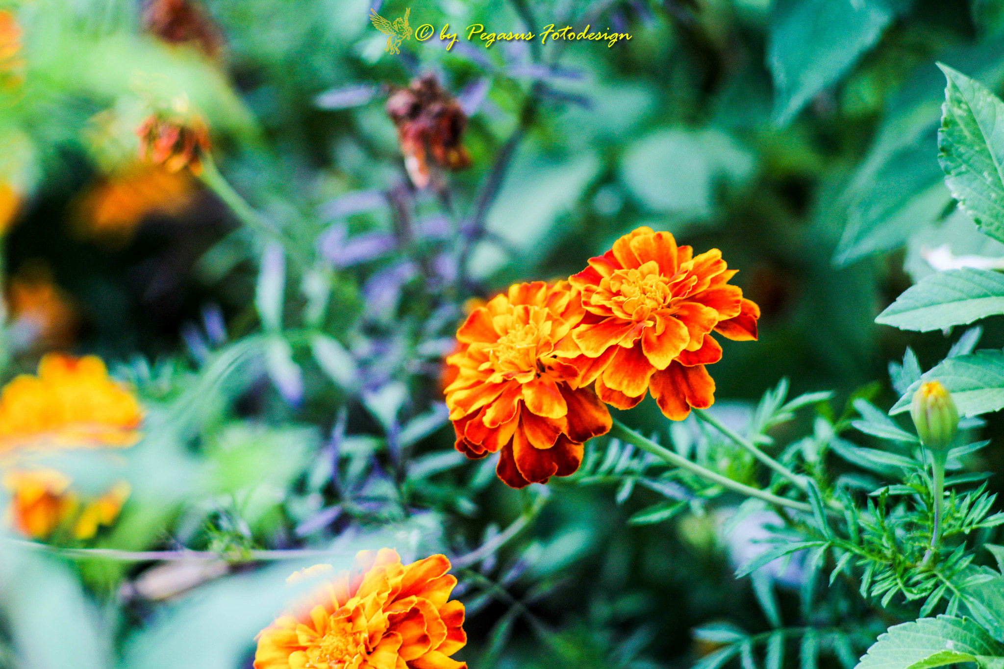Canon EF 35-80mm f/4-5.6 sample photo. Tolle farben und weiches bokeh  photography