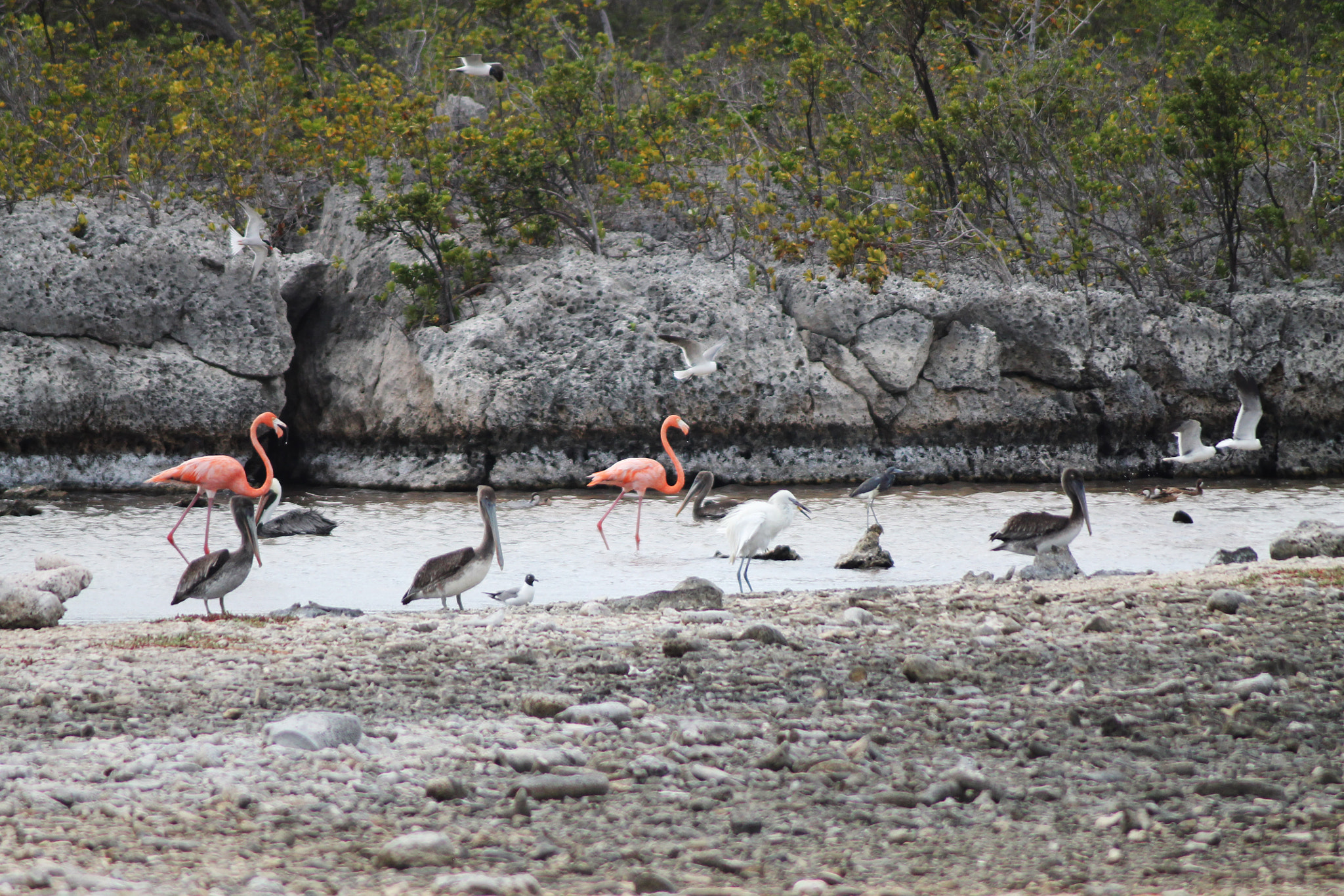Canon EF 80-200mm F4.5-5.6 II sample photo. Bird party at the lake photography