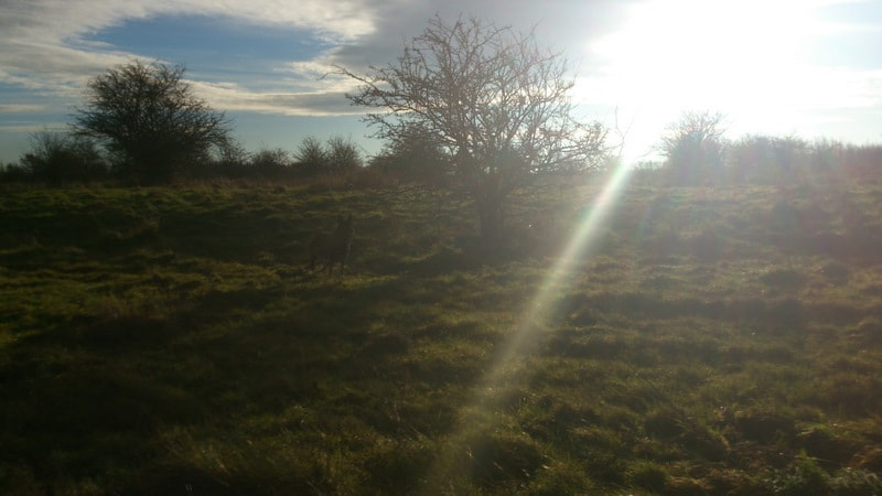 Sony Xperia V sample photo. Bilder photography