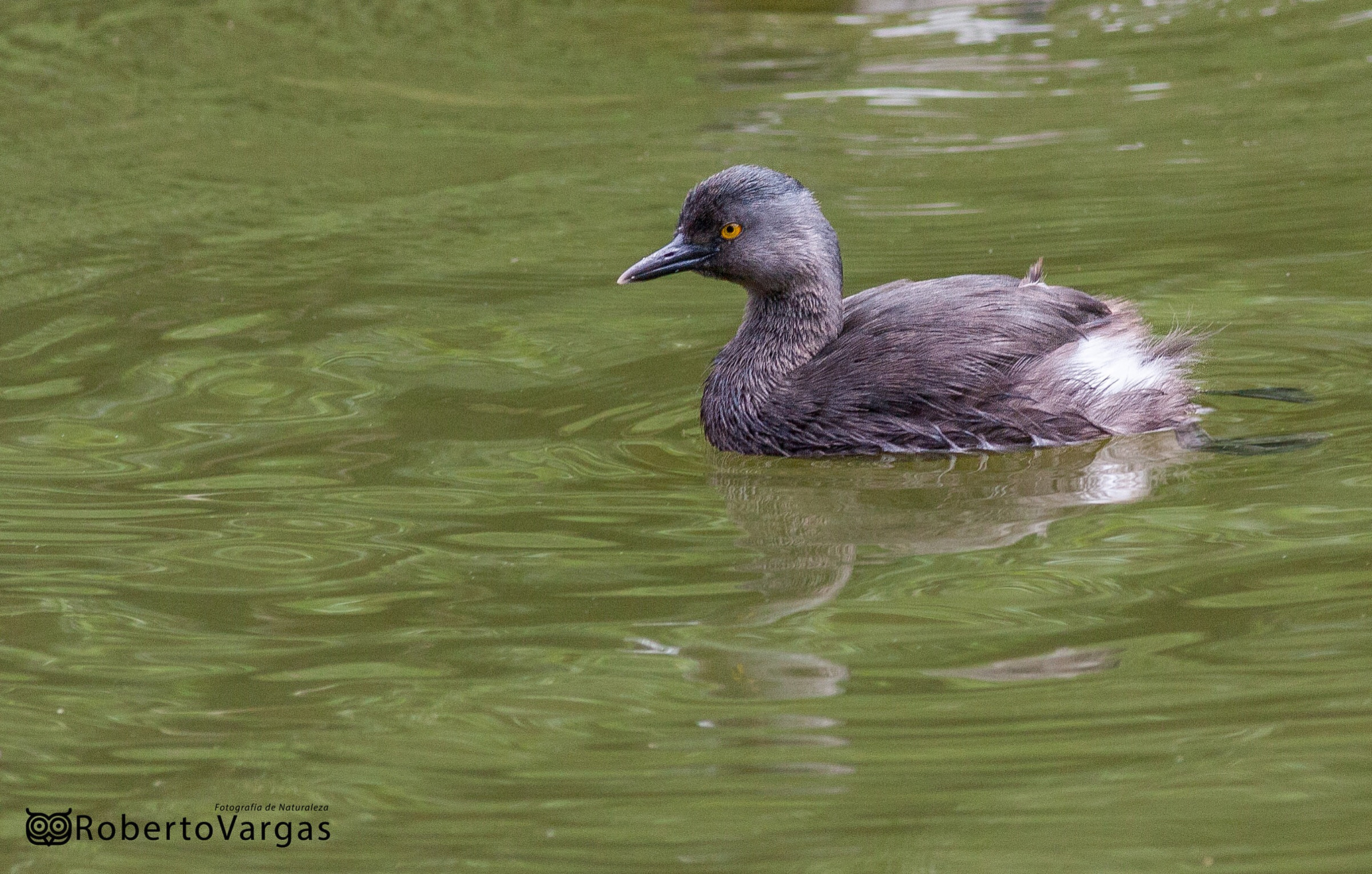 Canon EOS 40D + Canon EF 400mm F5.6L USM sample photo. Tachybaptus dominicus / zambullidor enano / least grebe photography