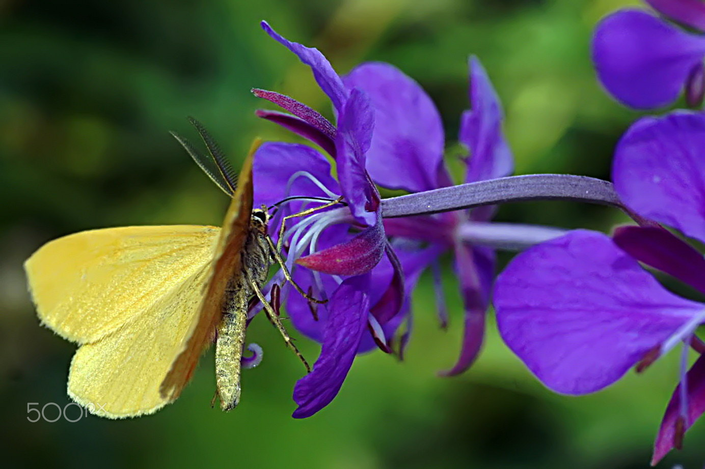 Minolta AF 50mm F3.5 Macro sample photo. En harmonie photography