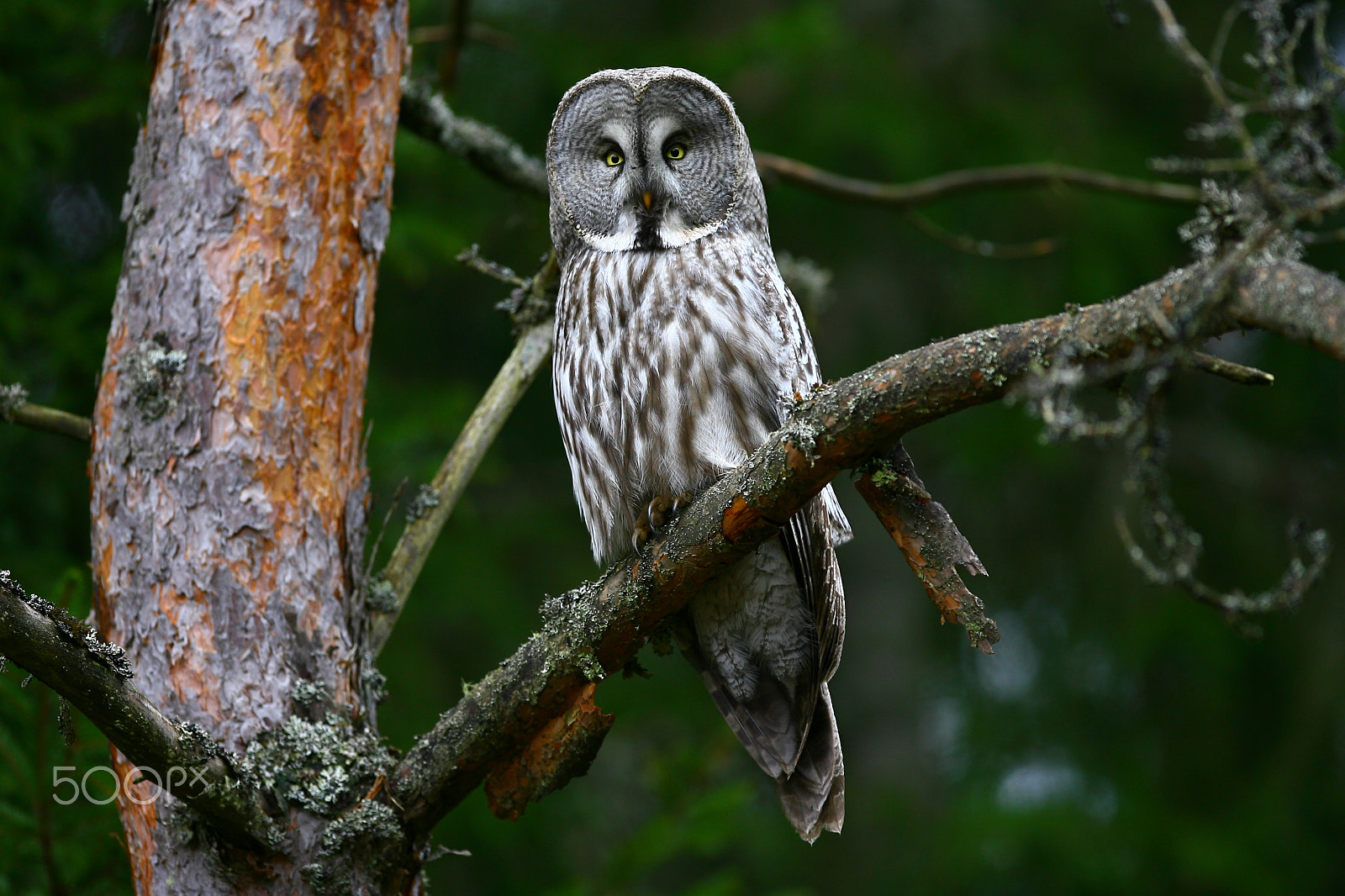 Canon EF 300mm F2.8L IS USM sample photo. Grey owl photography