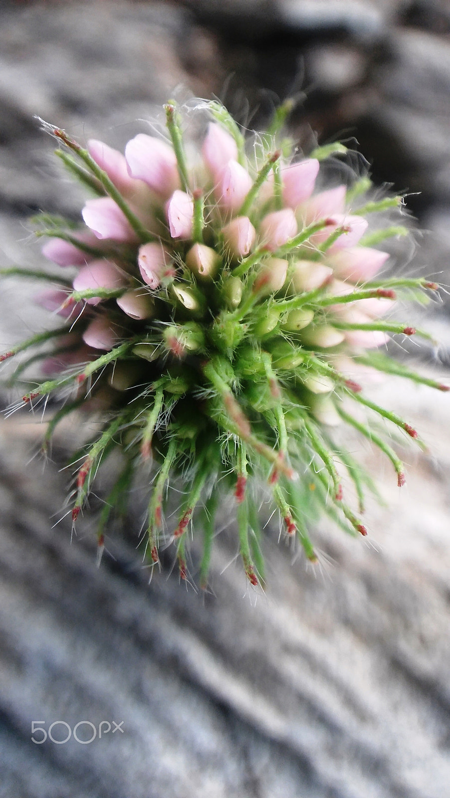 LG SPIRIT 4G LTE sample photo. Clover photography