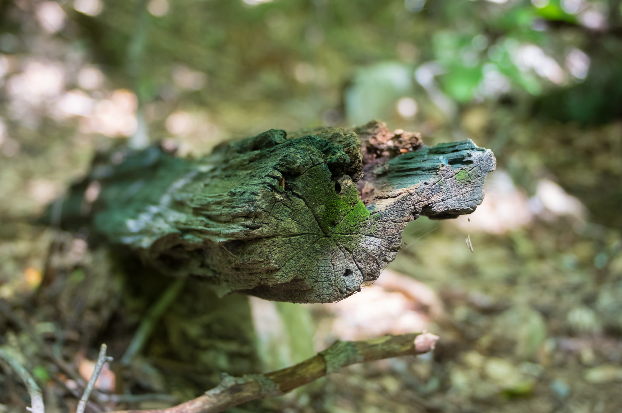 Pentax smc DA 40mm F2.8 Limited sample photo. Old log photography