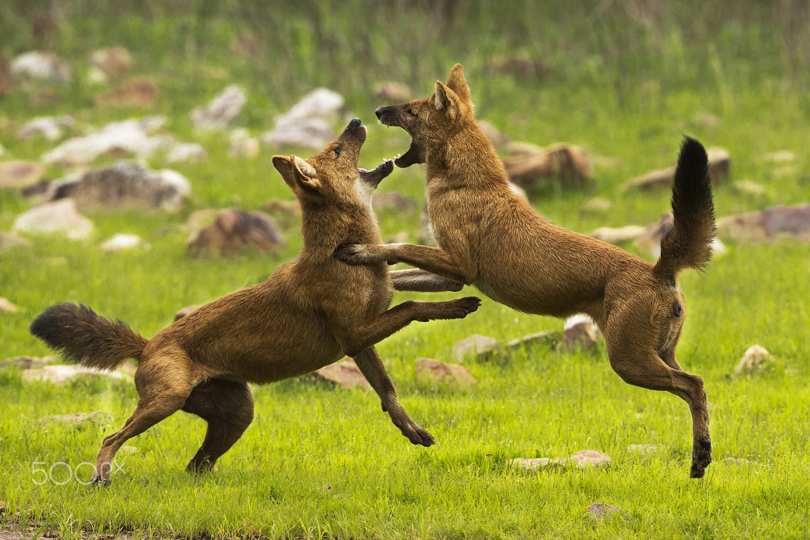 Canon EOS-1D X + Canon EF 400mm F2.8L IS USM sample photo. Flying kiss- literally photography