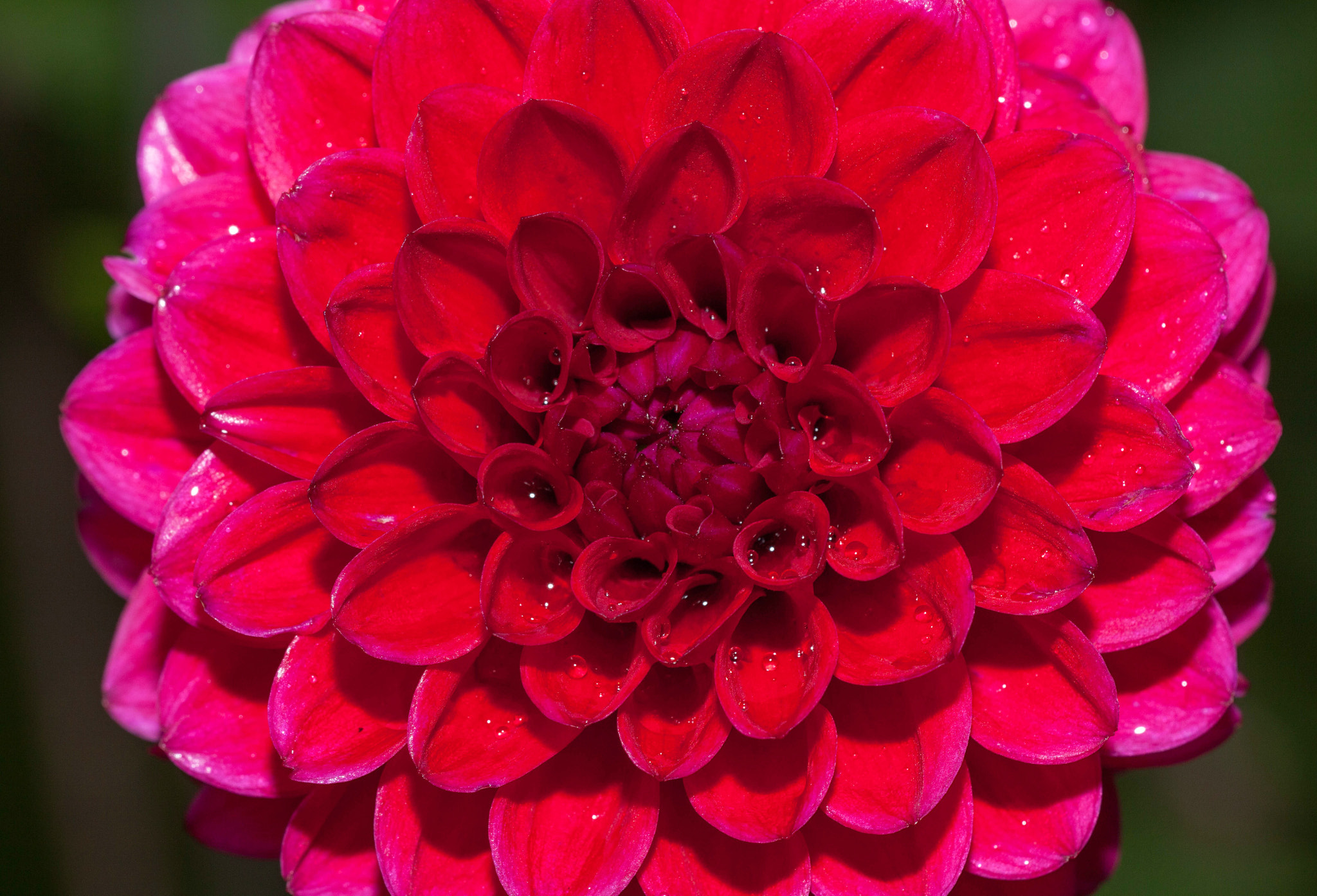 Sigma 150mm f/2.8 EX DG OS HSM APO Macro sample photo. Flower power photography