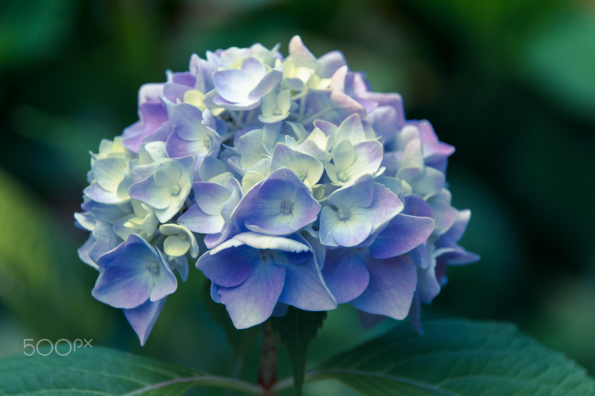 Sigma 18-250mm F3.5-6.3 DC OS HSM sample photo. Blue and green photography