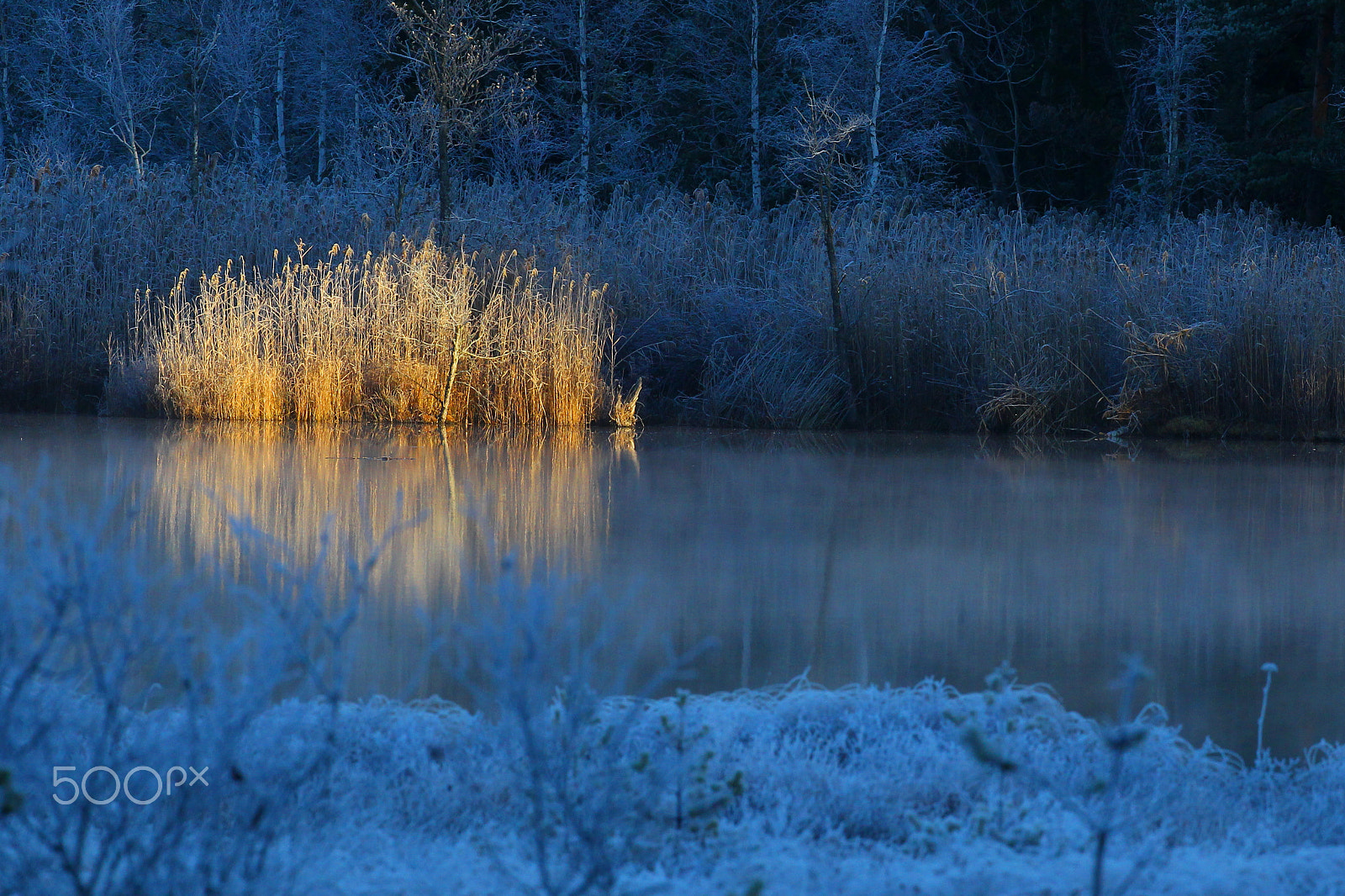 Canon EF 400mm F2.8L IS USM sample photo. Spotlight on reed with frost photography