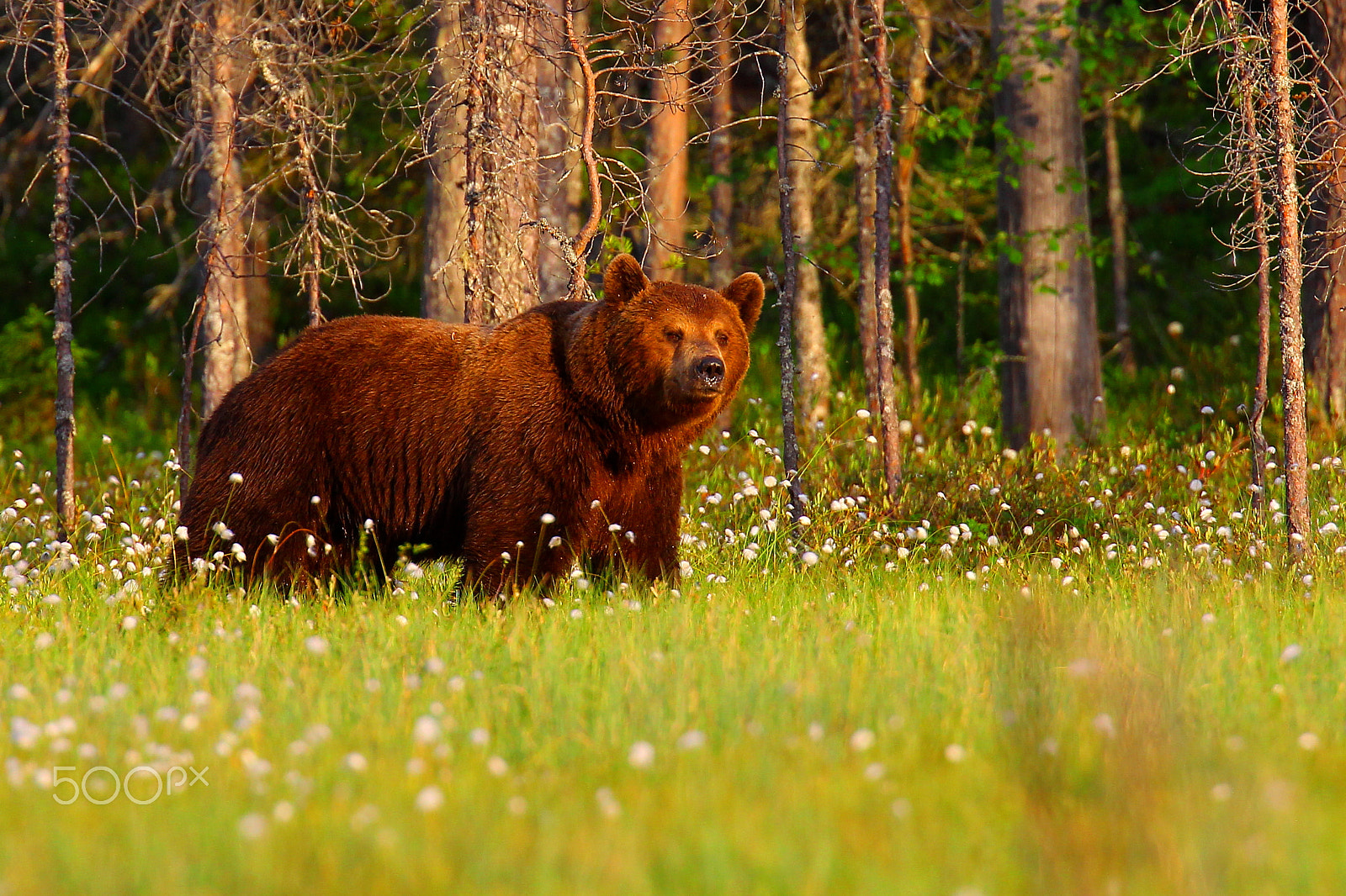 Canon EF 400mm F2.8L IS USM sample photo. Brown bear photography