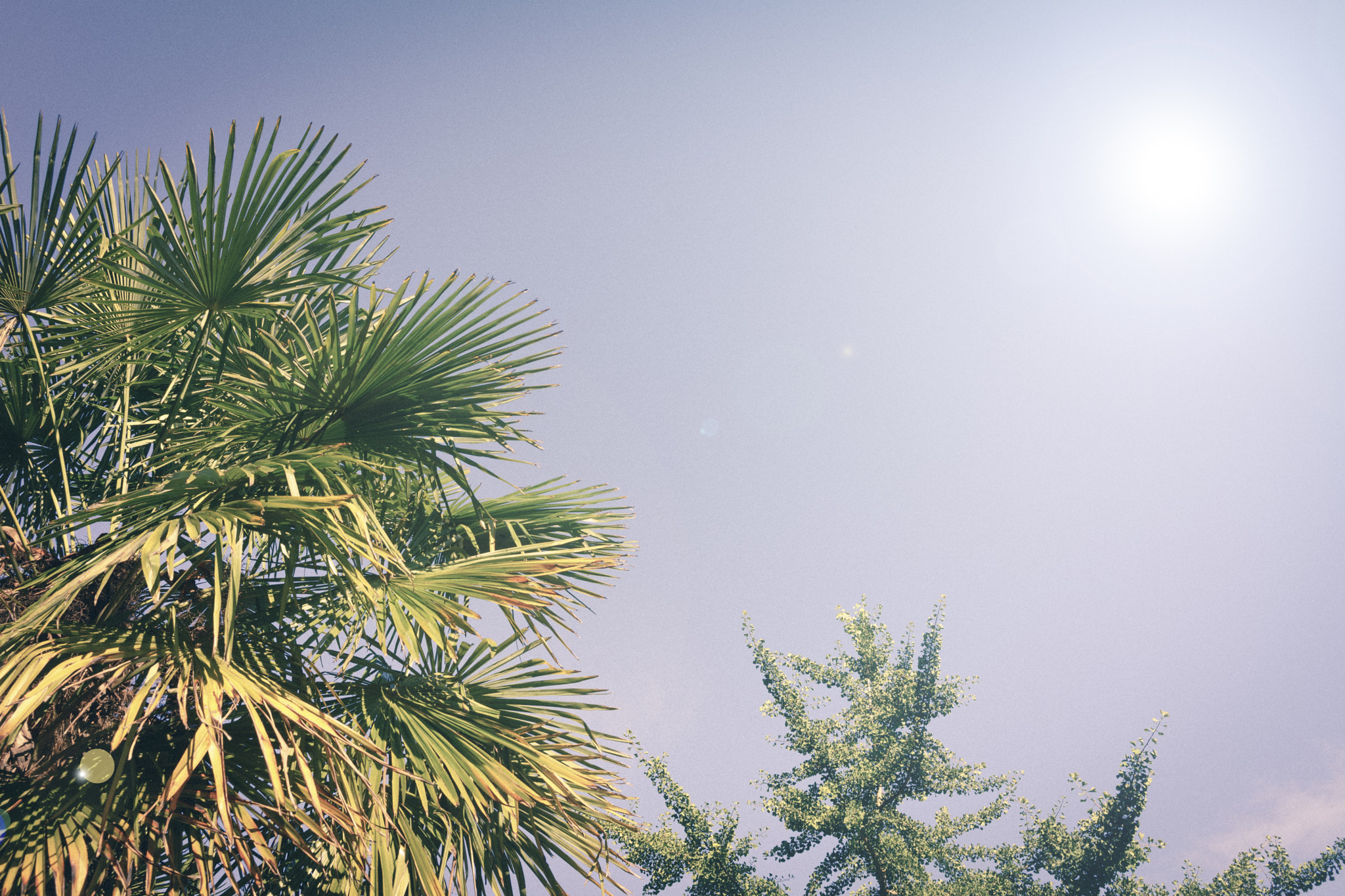 E 35mm F2 sample photo. Summer vibes. photography
