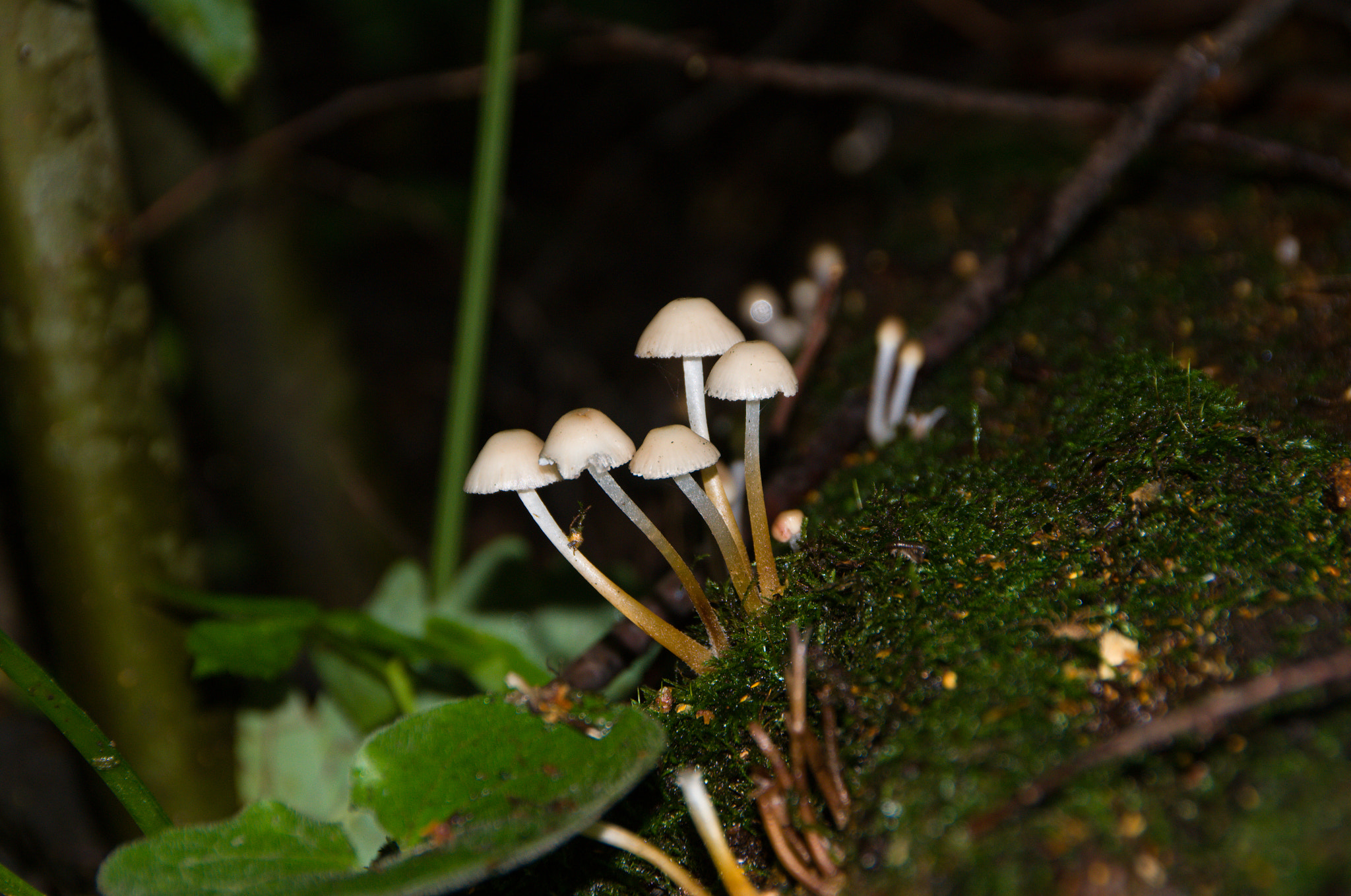 Sigma 18-250mm F3.5-6.3 DC OS HSM sample photo. Mushrooms photography