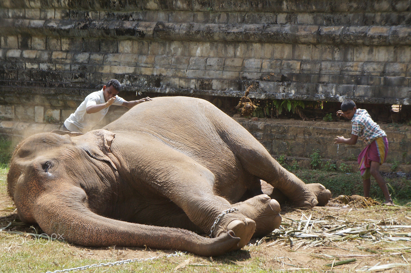 Sony E 18-55mm F3.5-5.6 OSS sample photo. Elephant gets washed photography