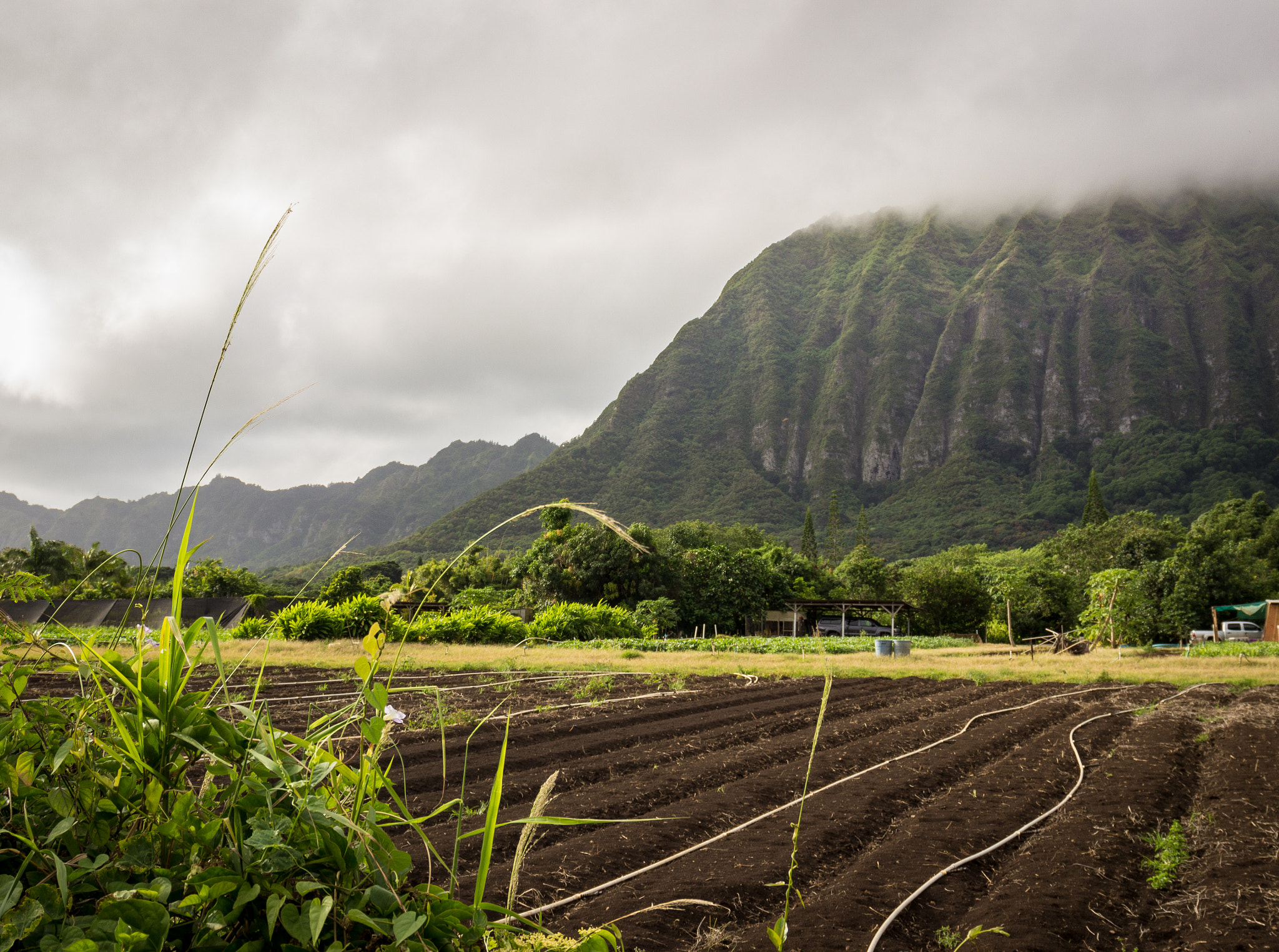 Canon EF 24-105mm F3.5-5.6 IS STM sample photo. Rich soil photography