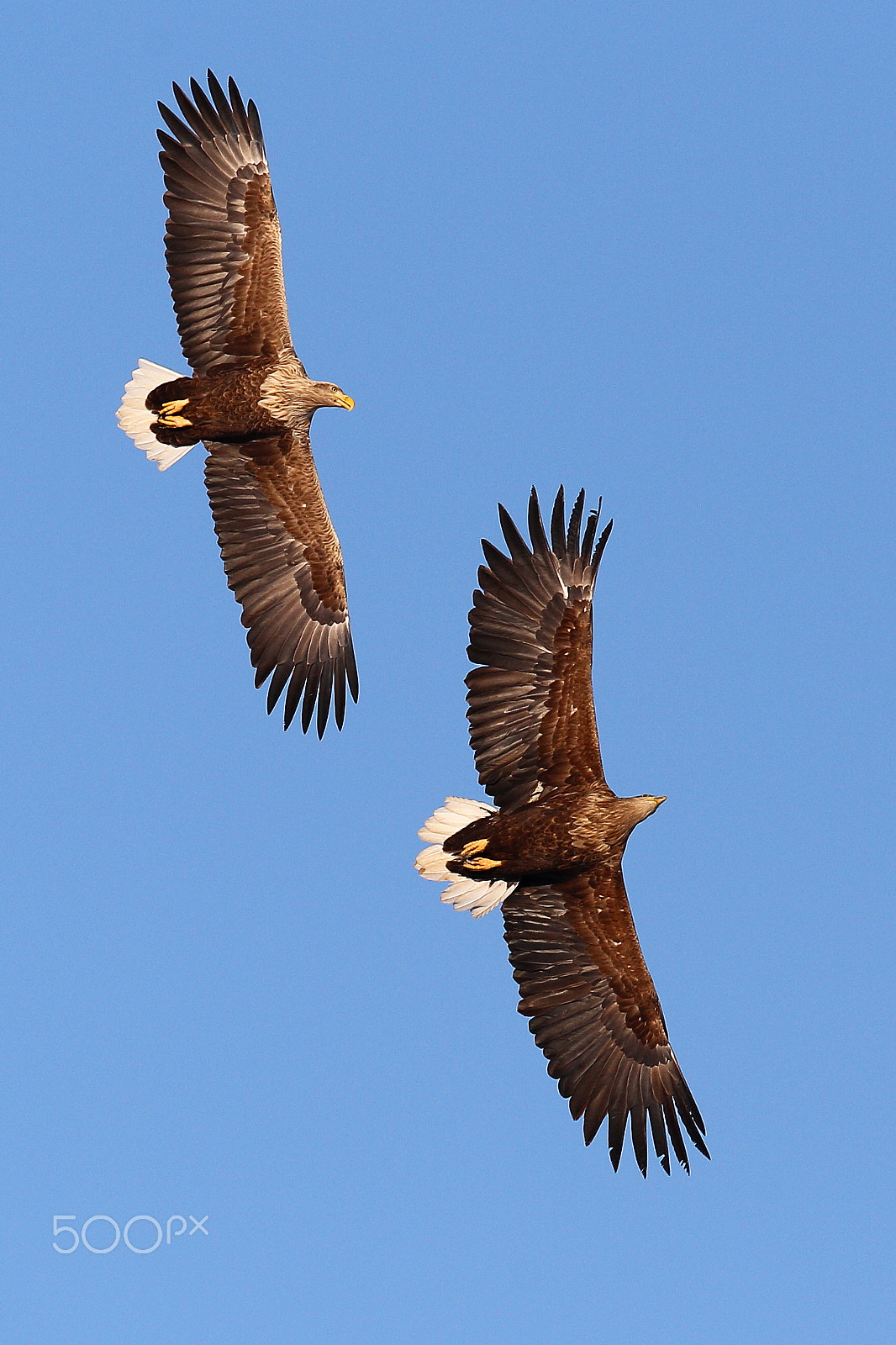 Canon EF 400mm F2.8L IS USM sample photo. Sea eagle female and male photography