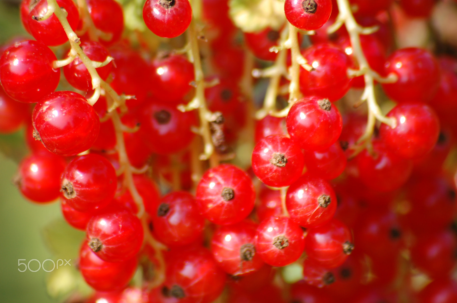 Nikon D40 + Sigma 70-300mm F4-5.6 APO Macro Super II sample photo. Red berries photography