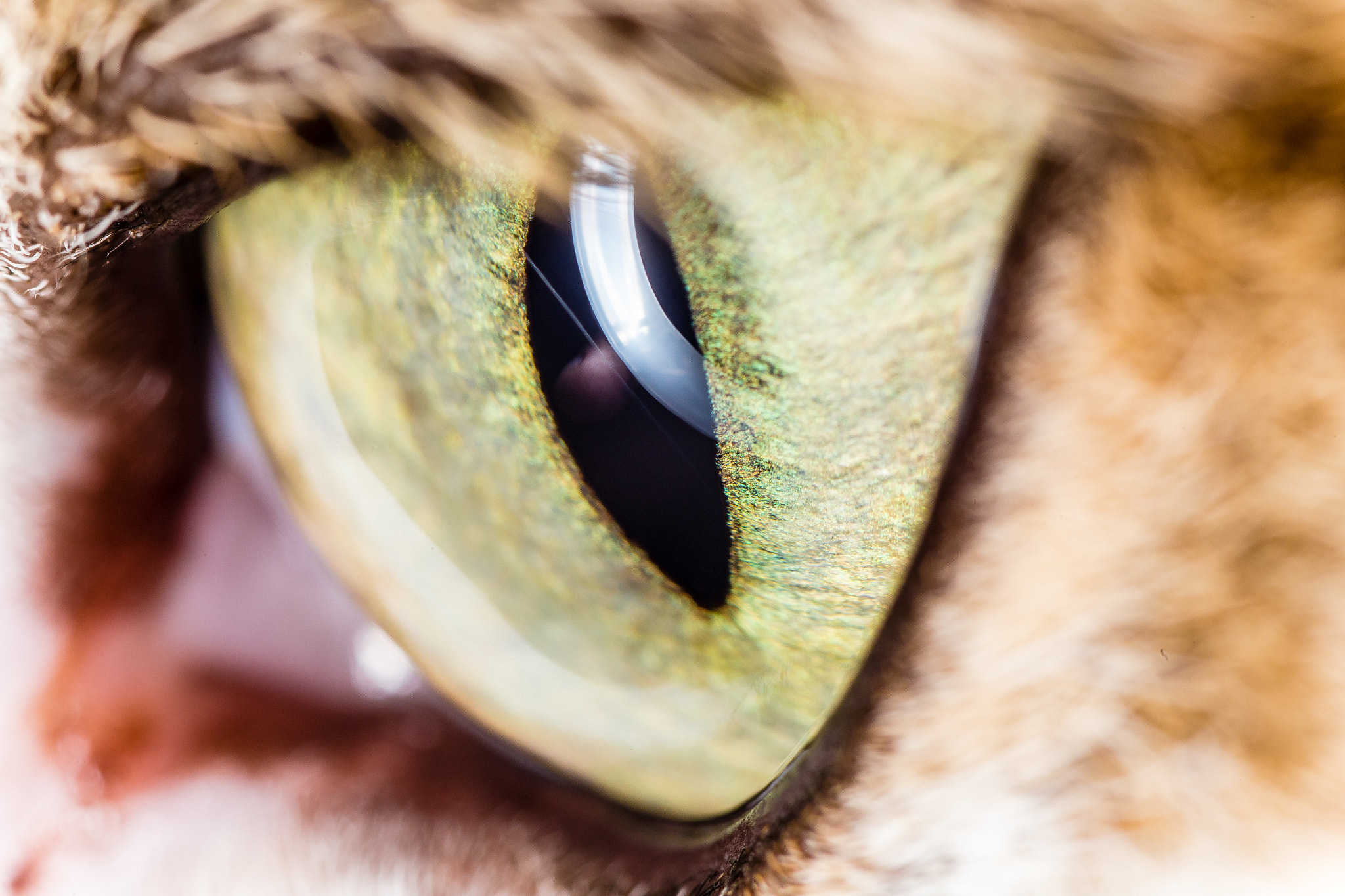 Canon EOS 6D + Tamron SP AF 90mm F2.8 Di Macro sample photo. Cats eye super macro photography