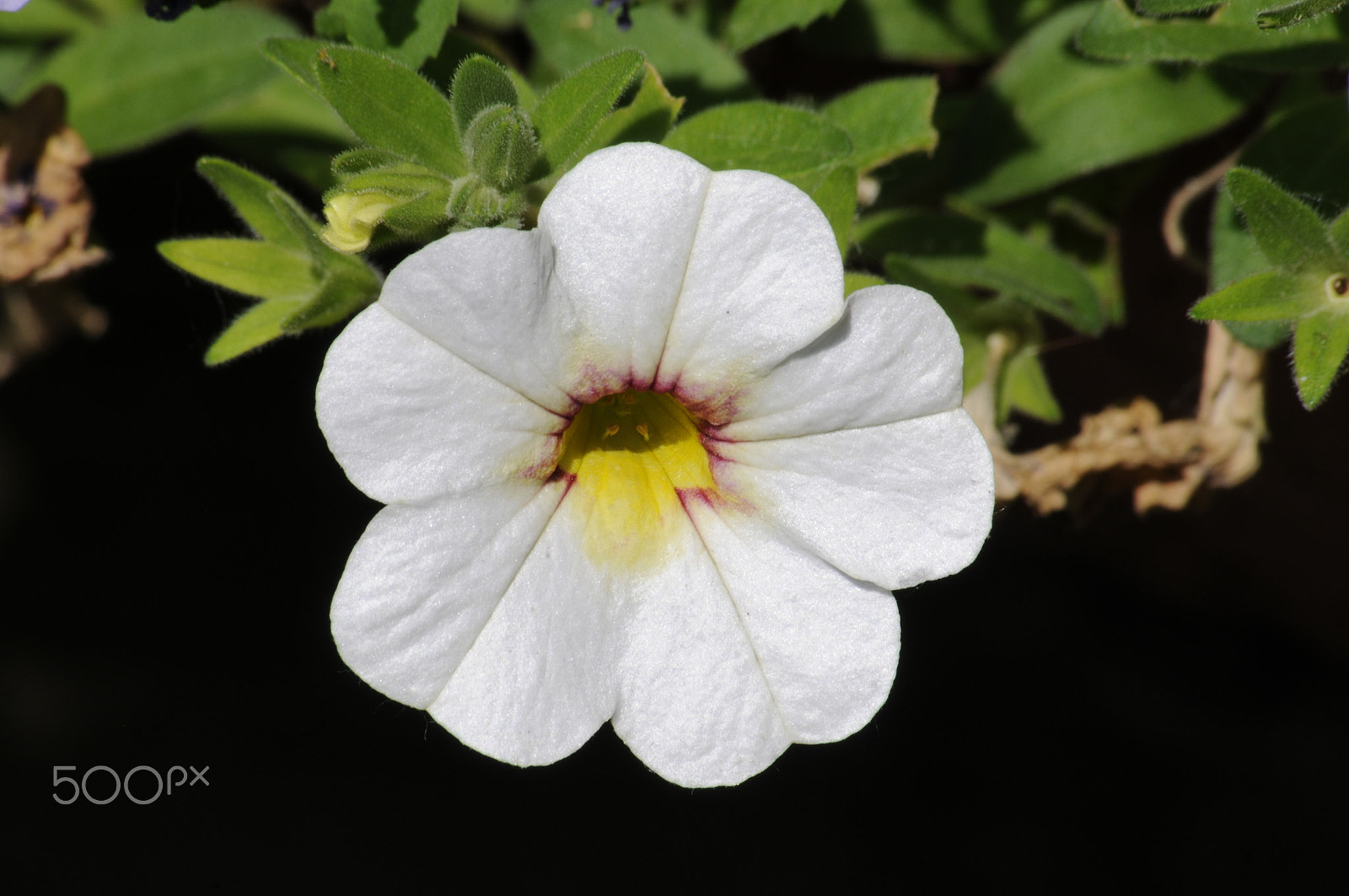 Sigma 70-300mm F4-5.6 APO Macro Super II sample photo. White flower photography