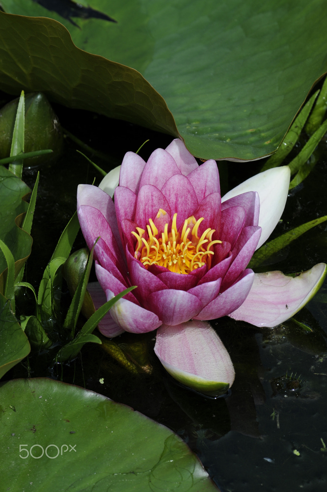 Nikon D300 sample photo. Water lily photography