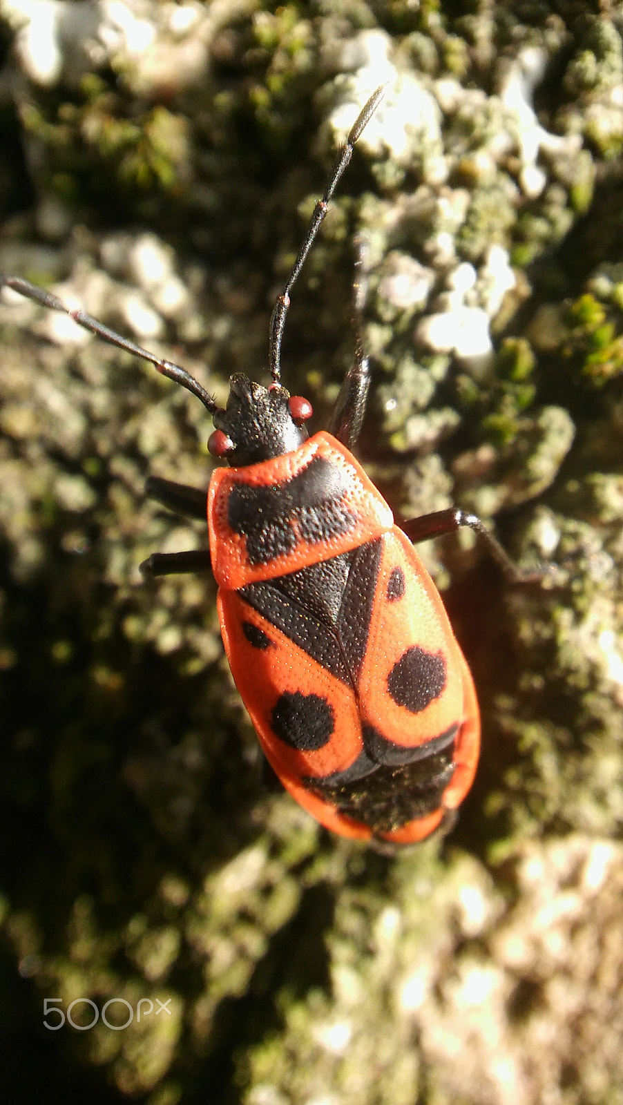 LG SPIRIT 4G LTE sample photo. Bug photography