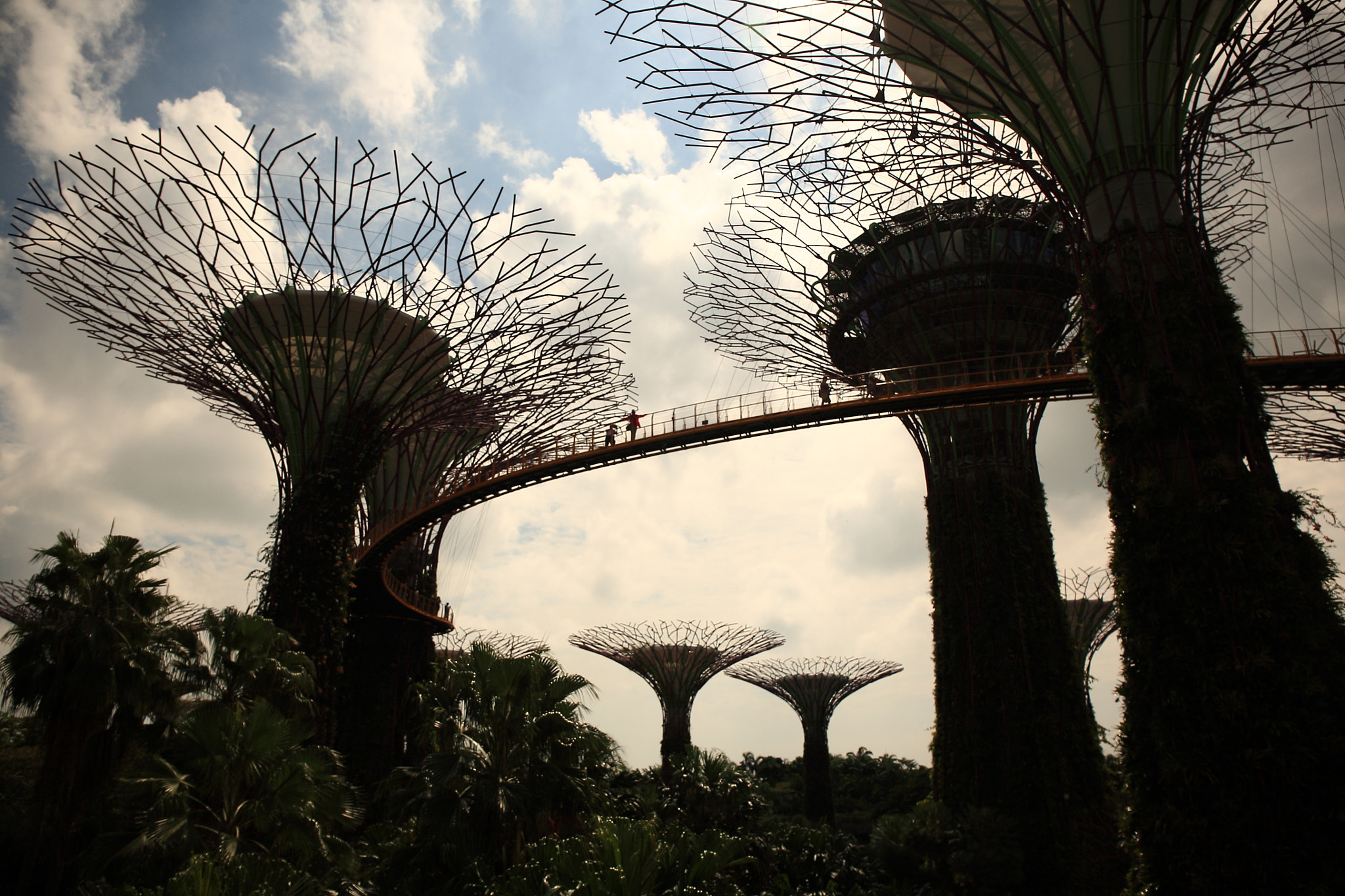 Canon EF 24-70mm F4L IS USM sample photo. Stylised trees, singapore. photography