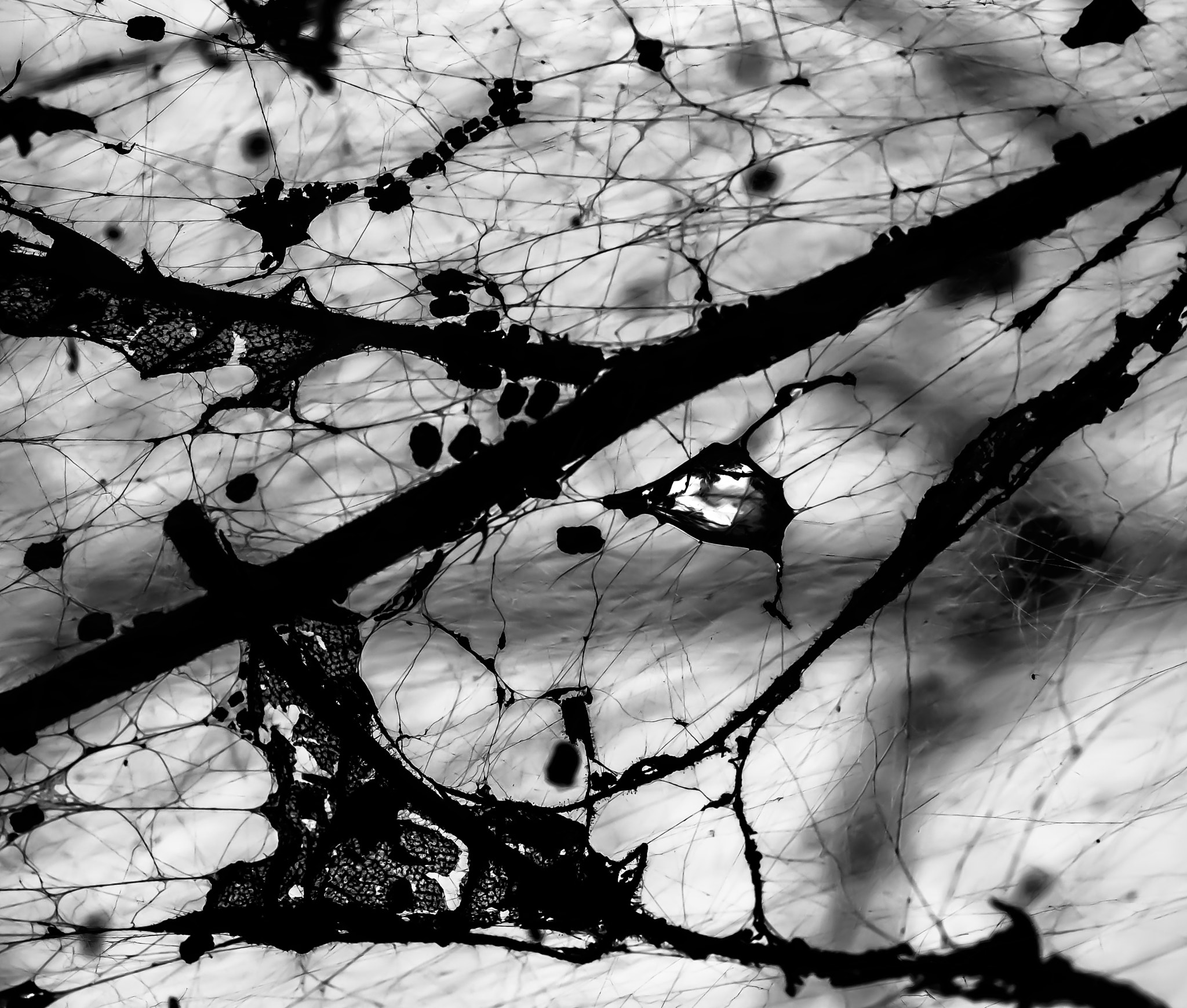 Sigma 105mm F2.8 EX DG OS HSM sample photo. Abstracted photography