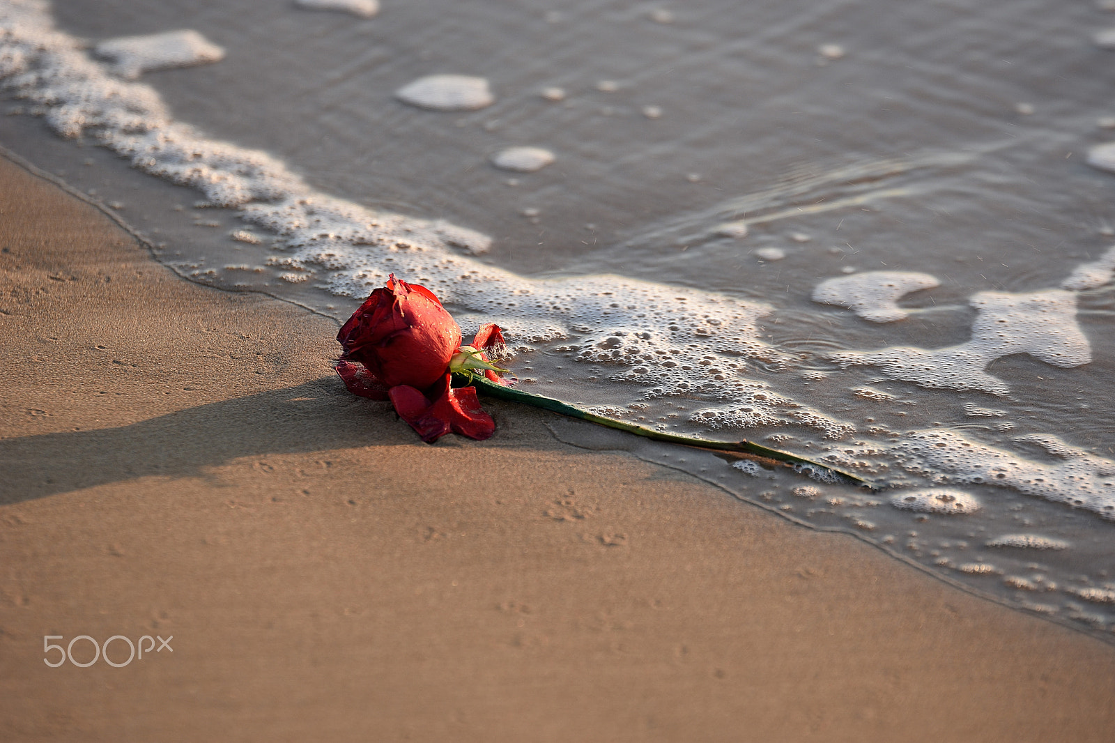 Tamron SP 70-200mm F2.8 Di VC USD sample photo. Red rose photography
