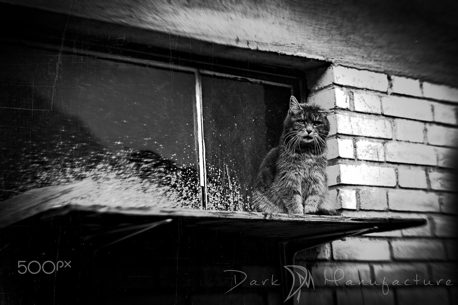 Sony Alpha DSLR-A350 + Minolta AF 50mm F1.7 New sample photo. The cat photography