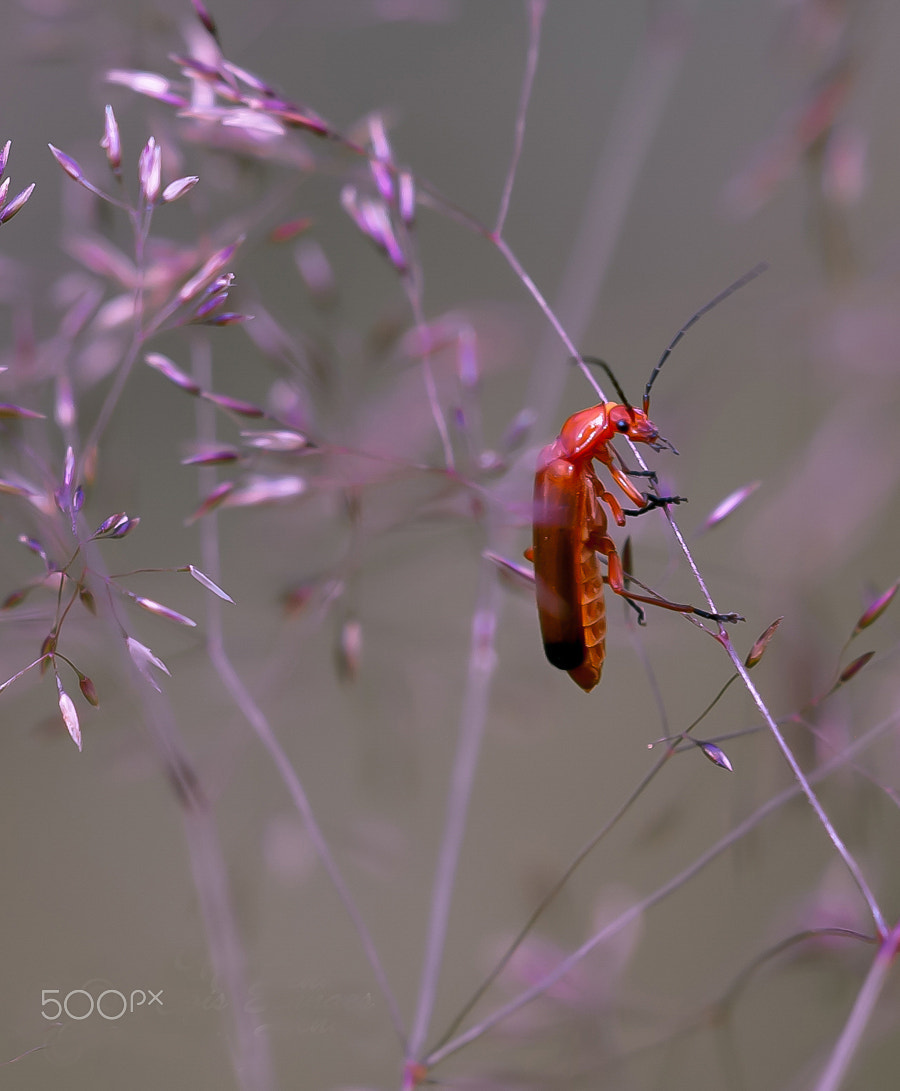 Nikon D300 + Sigma 150mm F2.8 EX DG Macro HSM sample photo. Soldaatje photography