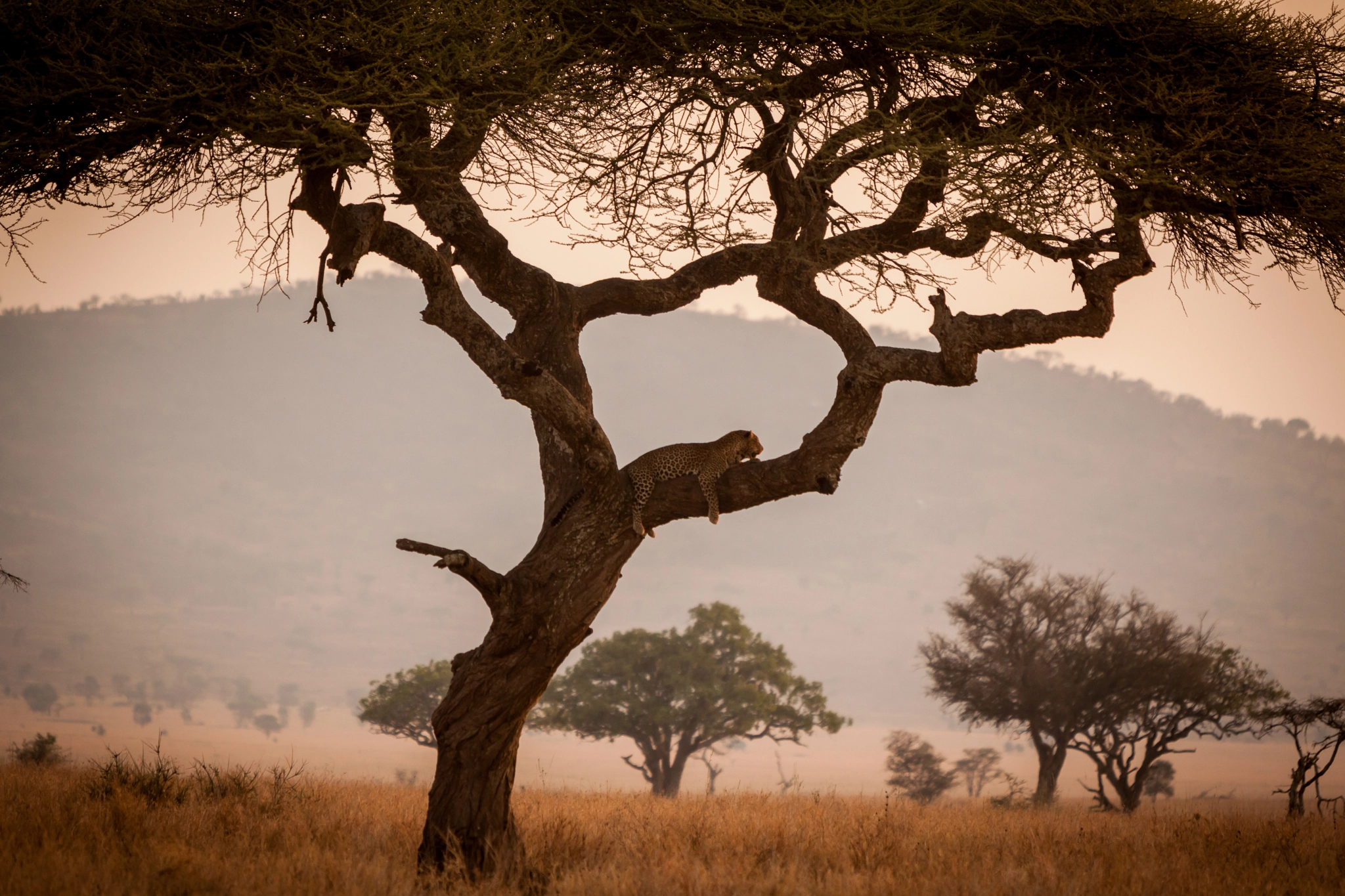 Canon EOS 5D Mark II + Canon EF 70-200mm F2.8L IS USM sample photo. A leopard on a tree photography