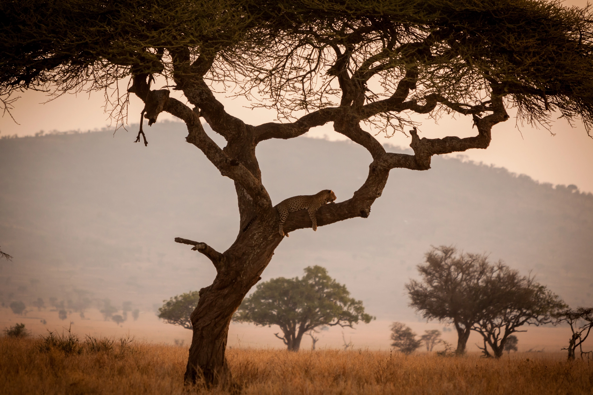 Canon EF 70-200mm F2.8L IS USM sample photo. A leopard on a tree photography