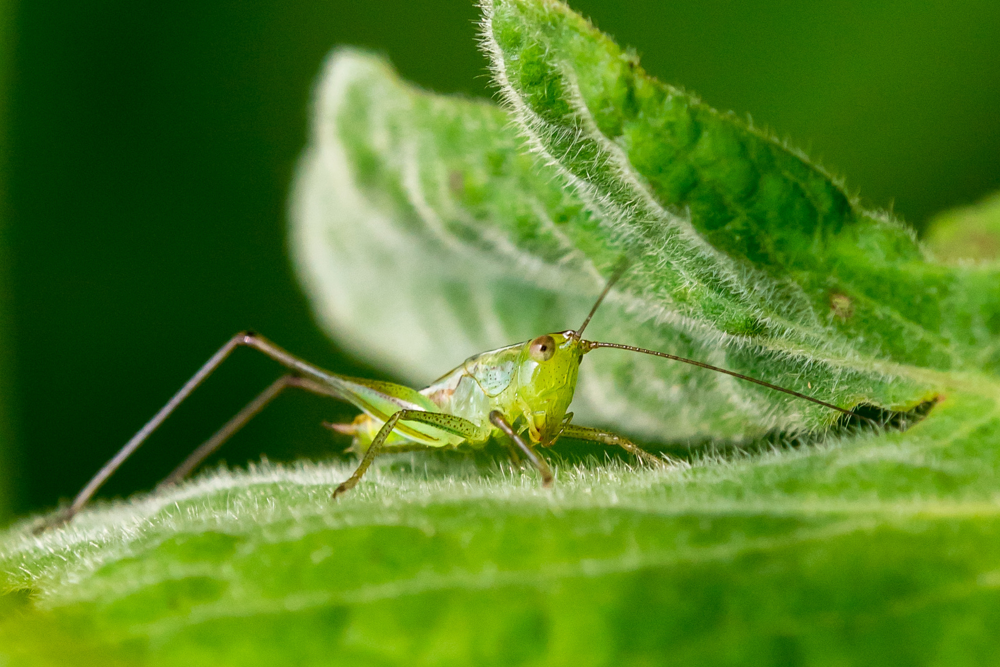 Tamron SP AF 180mm F3.5 Di LD (IF) Macro sample photo. Charlie photography