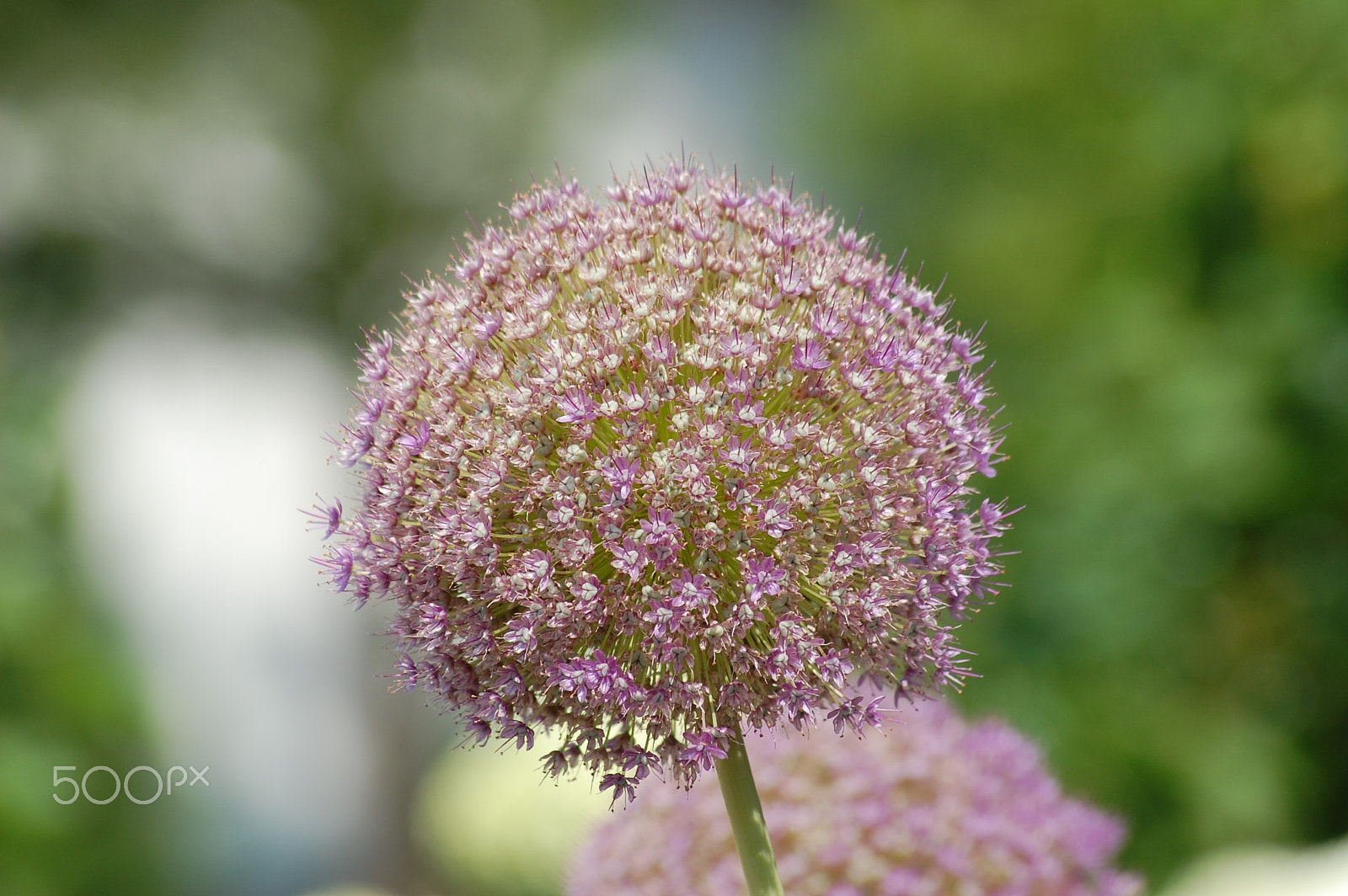 Sigma 70-300mm F4-5.6 APO Macro Super II sample photo. Flower in a field photography