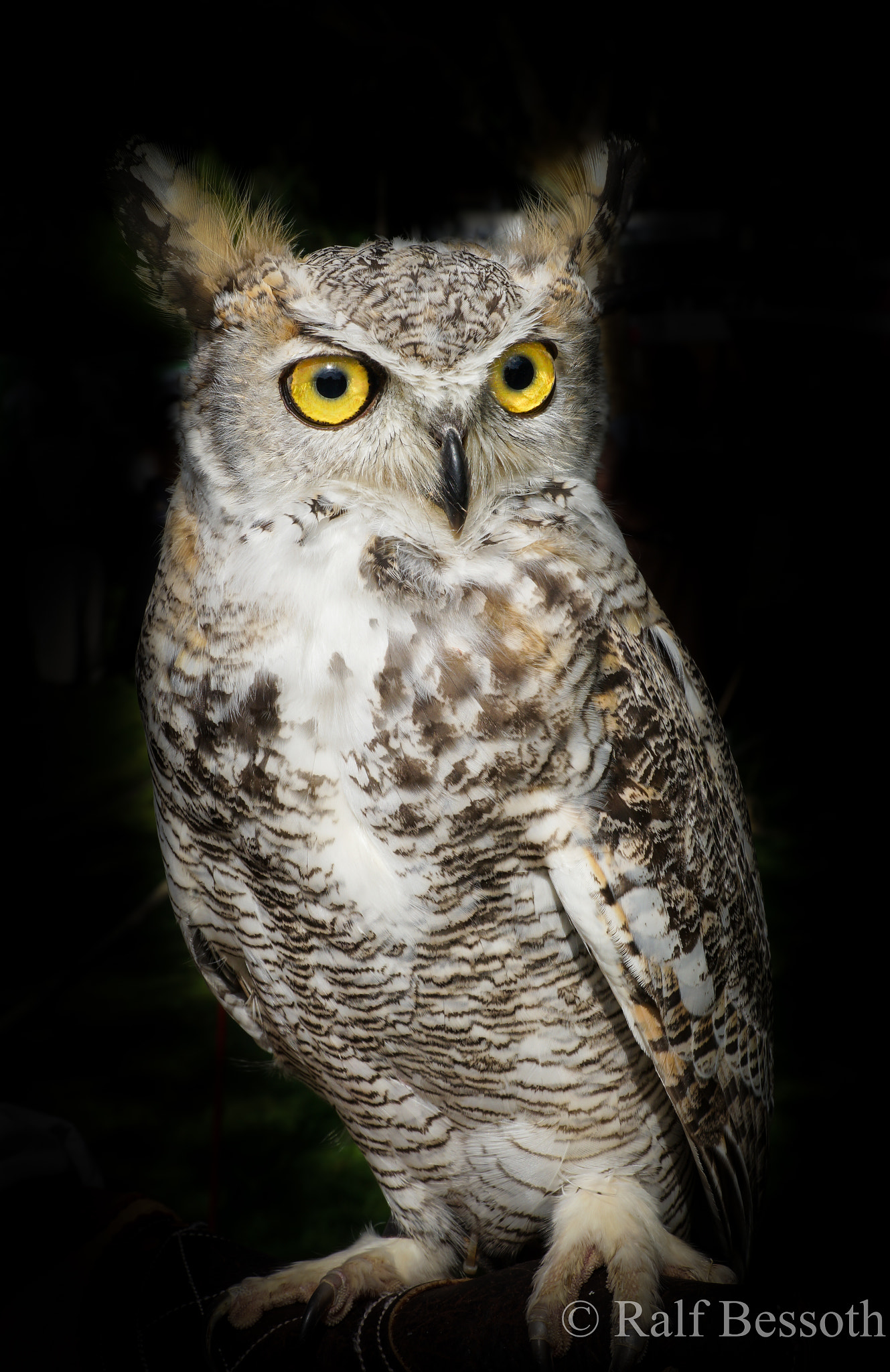 Sony a99 II sample photo. Owl photography