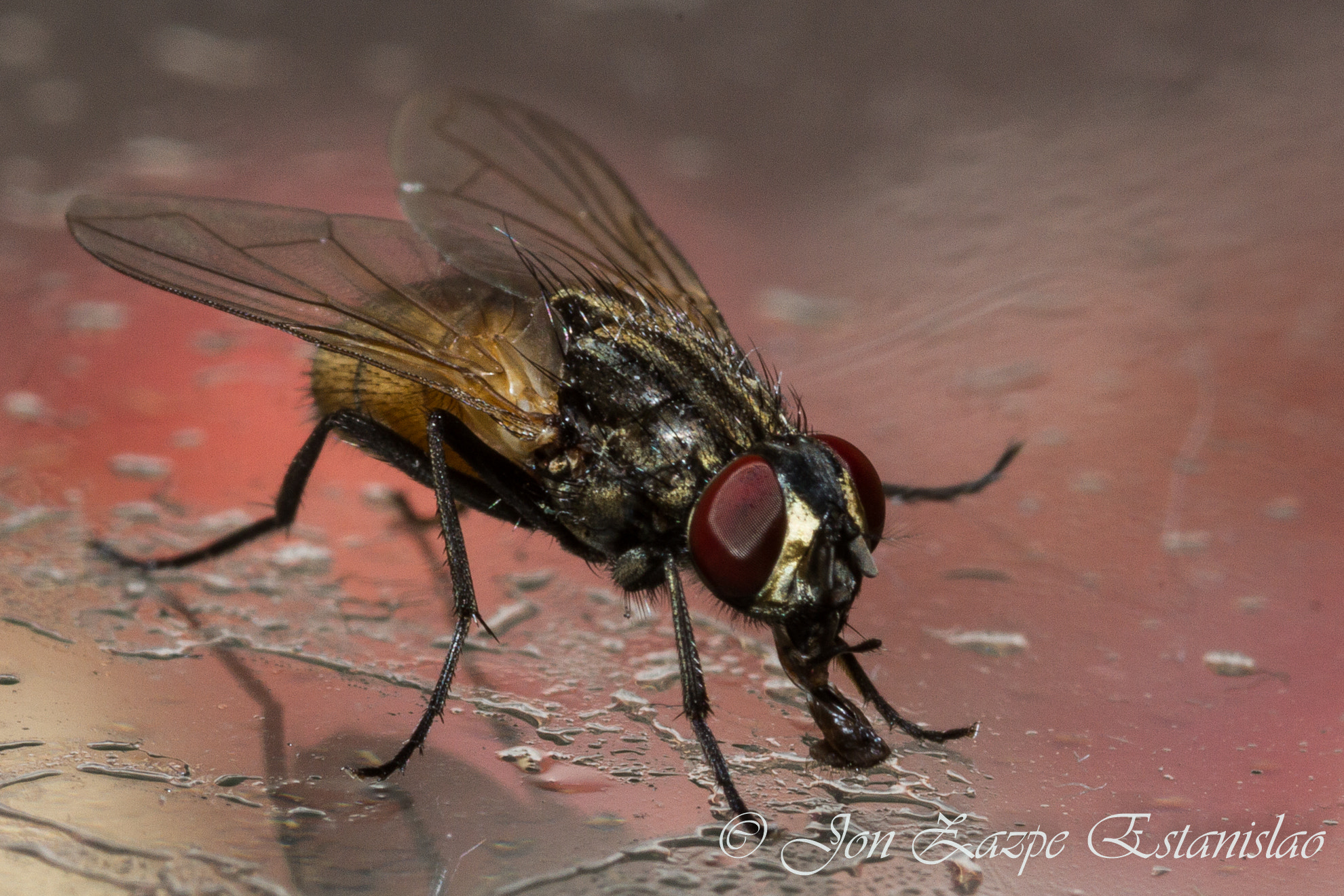 Canon EOS 7D + Sigma 105mm F2.8 EX DG Macro sample photo. Fly bug photography