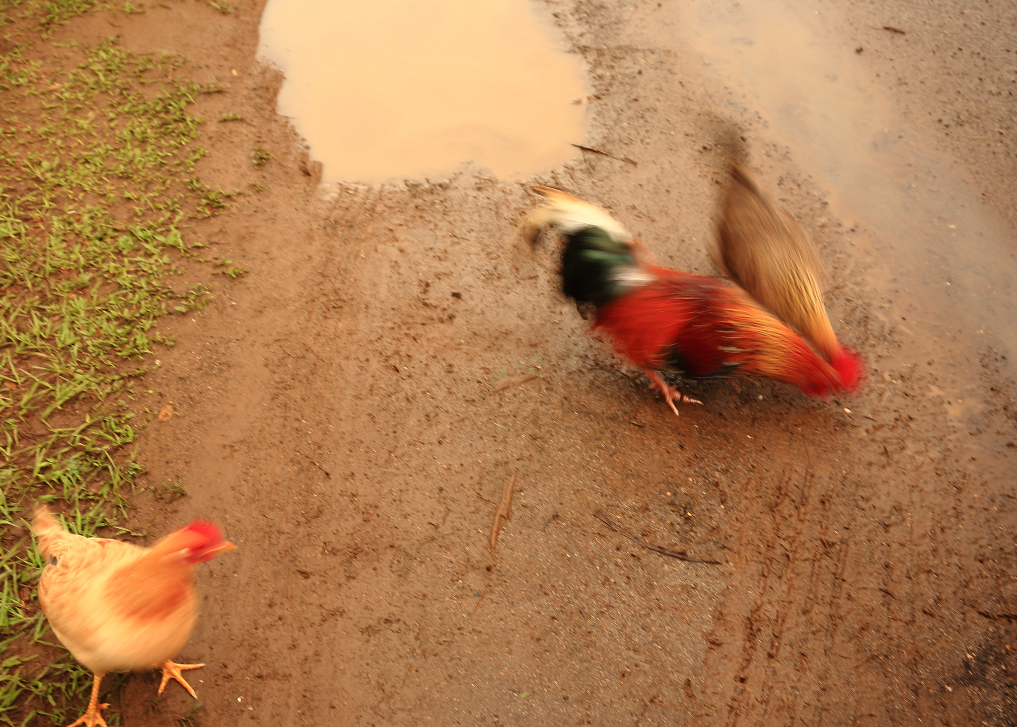 Canon EF 24-70mm F4L IS USM sample photo. Hungry chickenz photography