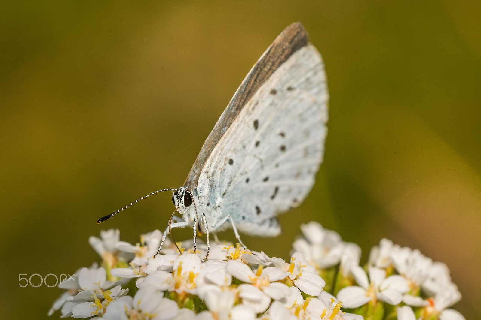 Sigma 150mm F2.8 EX DG OS Macro HSM sample photo. Celastrina argiolus photography