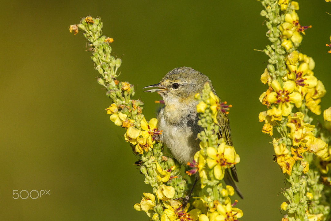Canon EF 500mm F4L IS USM sample photo. Young warbler with insect photography