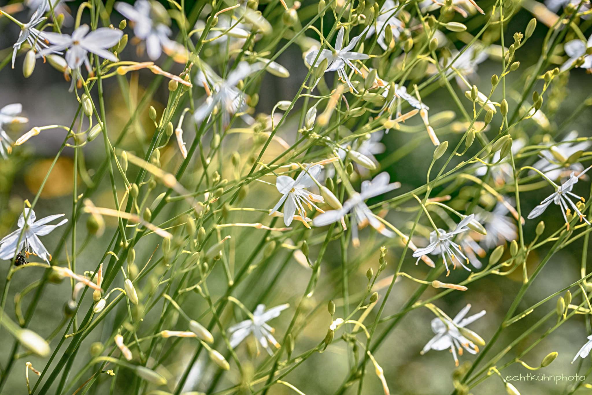 Canon EF 100mm F2.8L Macro IS USM sample photo. Rispige graslilie photography