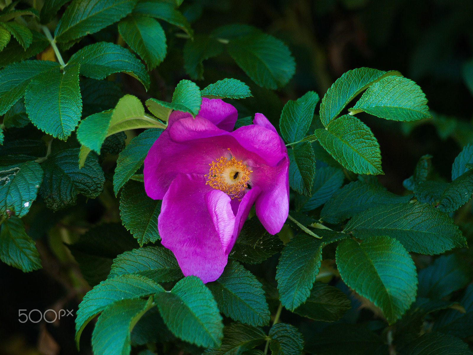 Olympus Zuiko Digital ED 40-150mm F4.0-5.6 sample photo. Flower's nectar photography